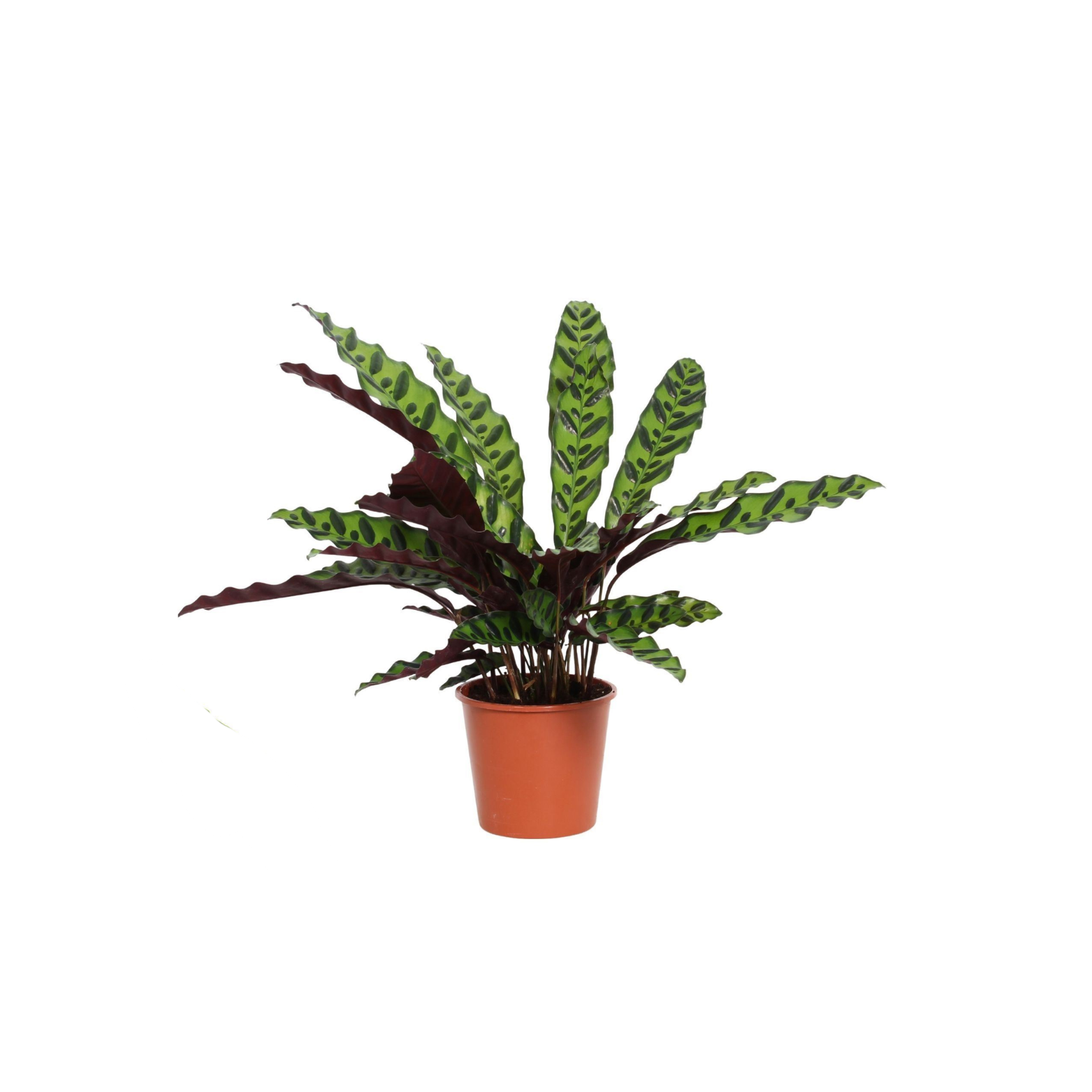 CALATHEA LANCIFOLIA 'INSIGNIS' Kalatea