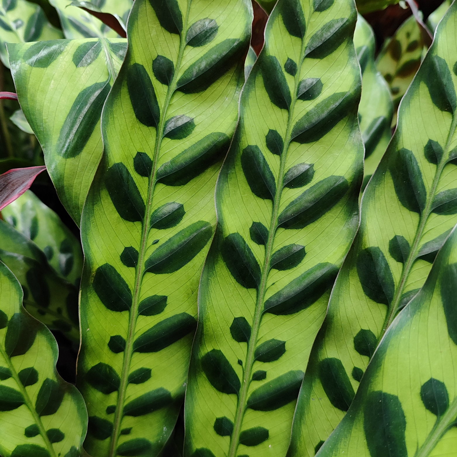 CALATHEA LANCIFOLIA 'INSIGNIS' Kalatea