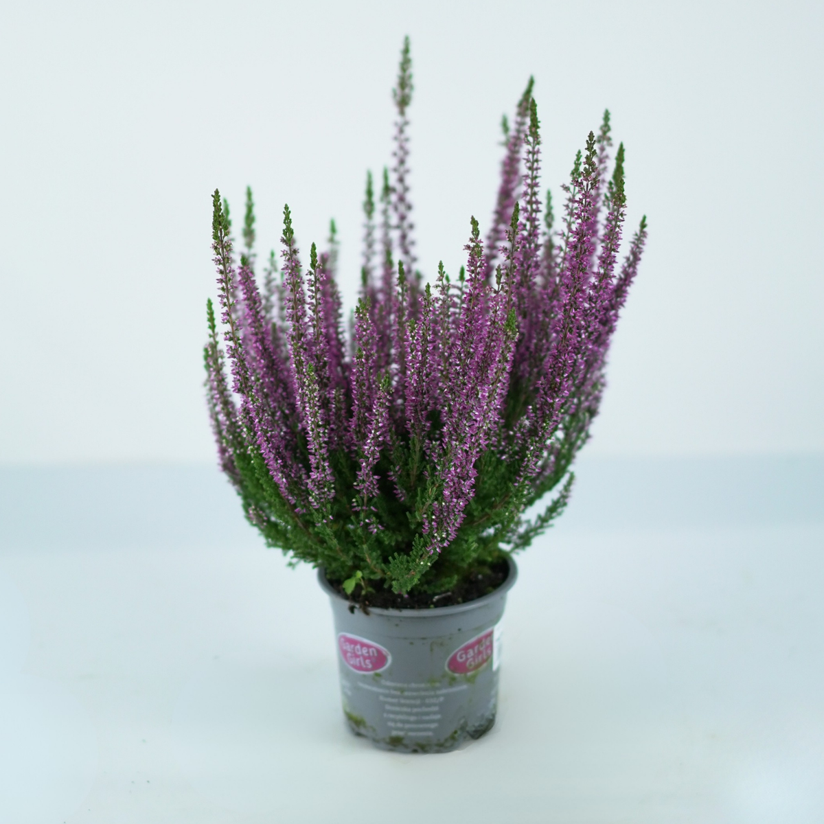 CALLUNA VULGARIS Wrzos pospolity