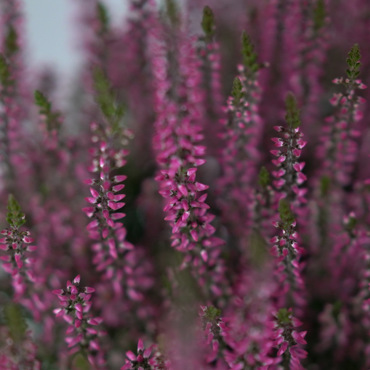 CALLUNA VULGARIS Wrzos pospolity