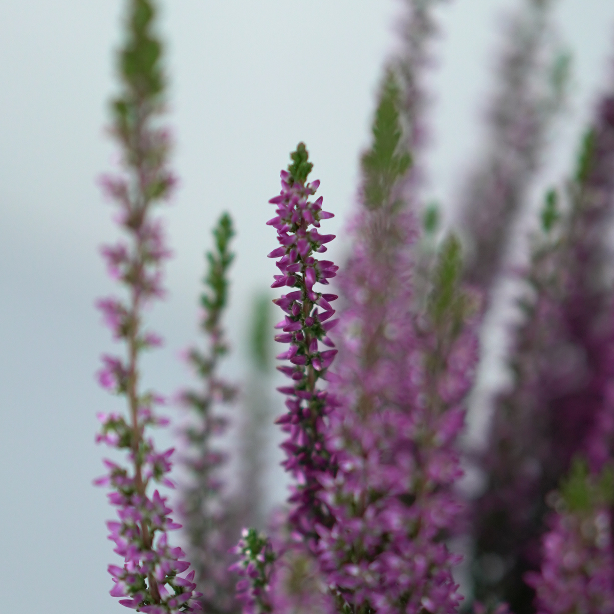CALLUNA VULGARIS Wrzos pospolity