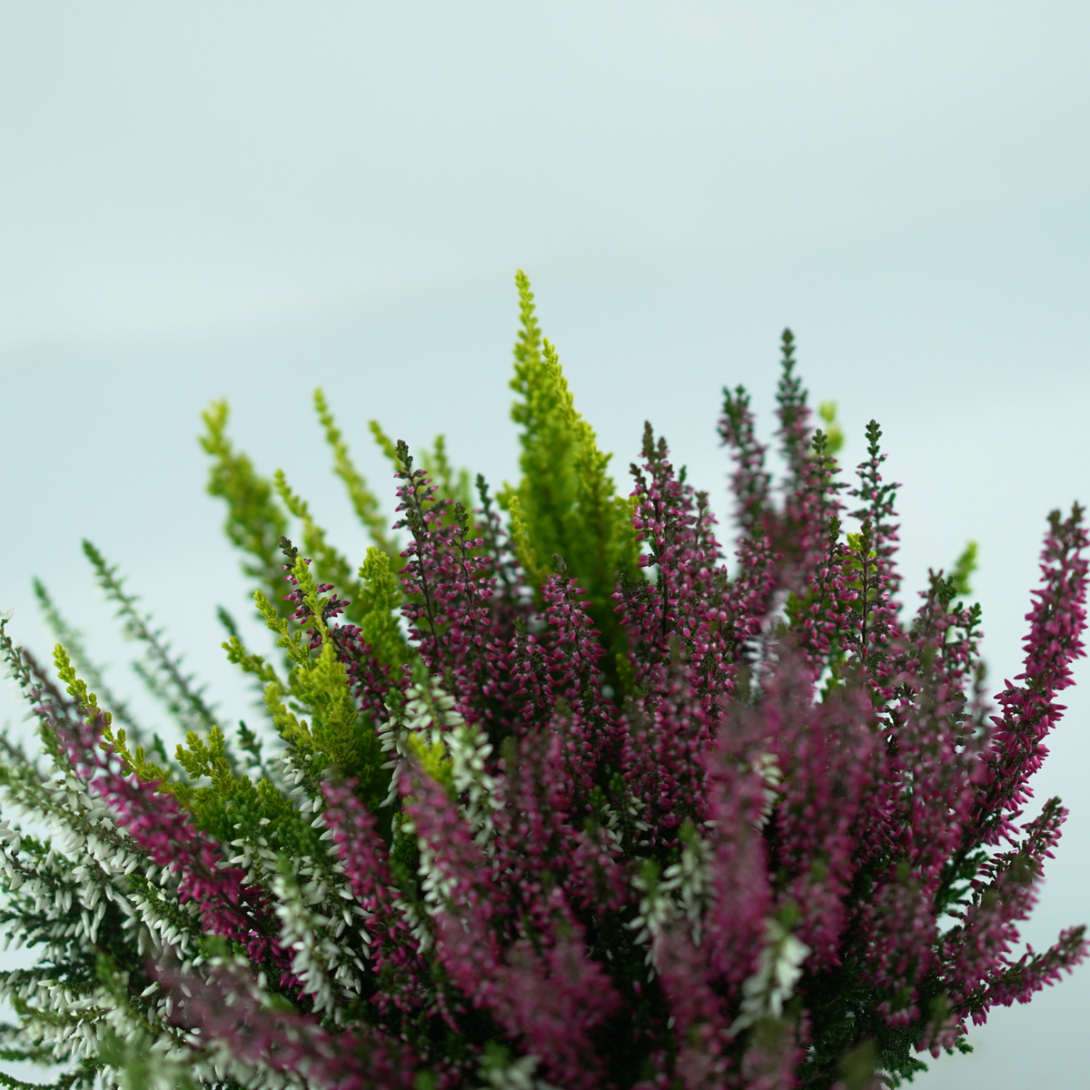 CALLUNA VULGARIS 'GARDEN GIRLS TRIO' Wrzos pospolity