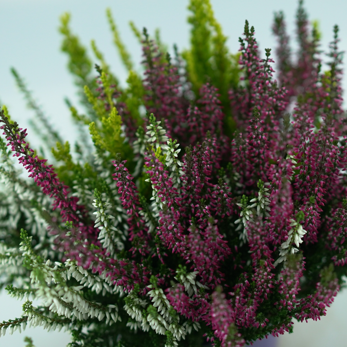 CALLUNA VULGARIS 'GARDEN GIRLS TRIO' Wrzos pospolity