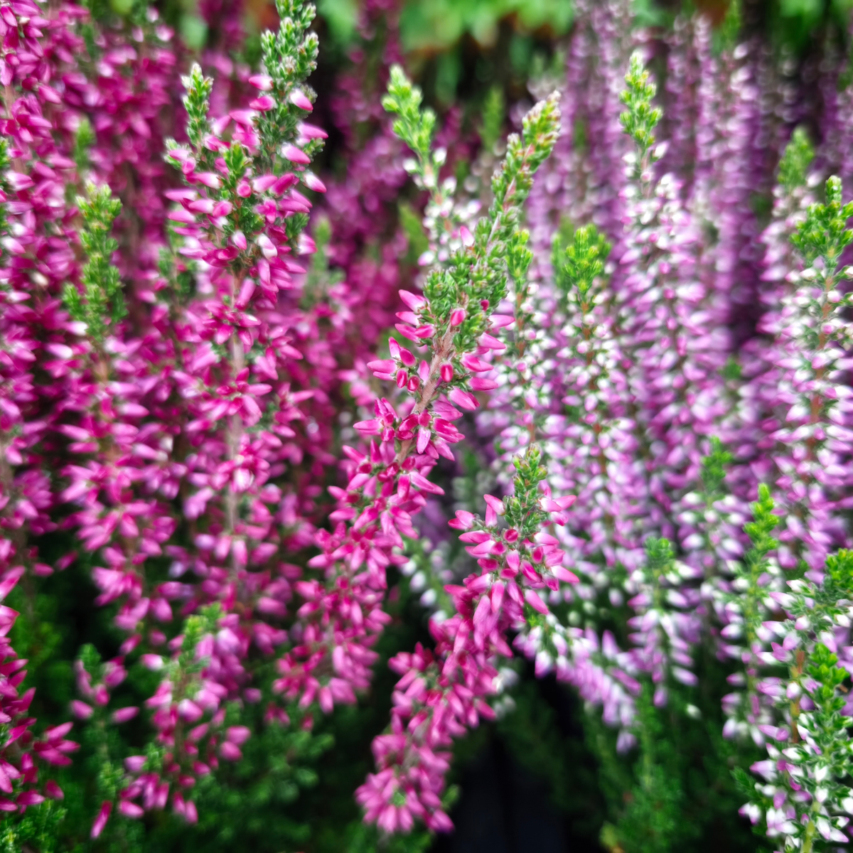 Calluna vulgaris Wrzos pospolity miks kolorów