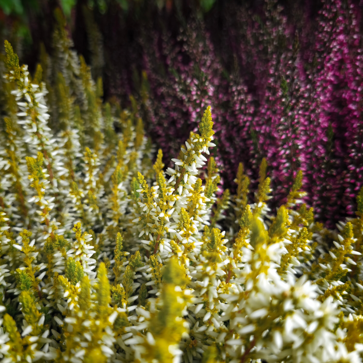 Calluna vulgaris Wrzos pospolity miks kolorów