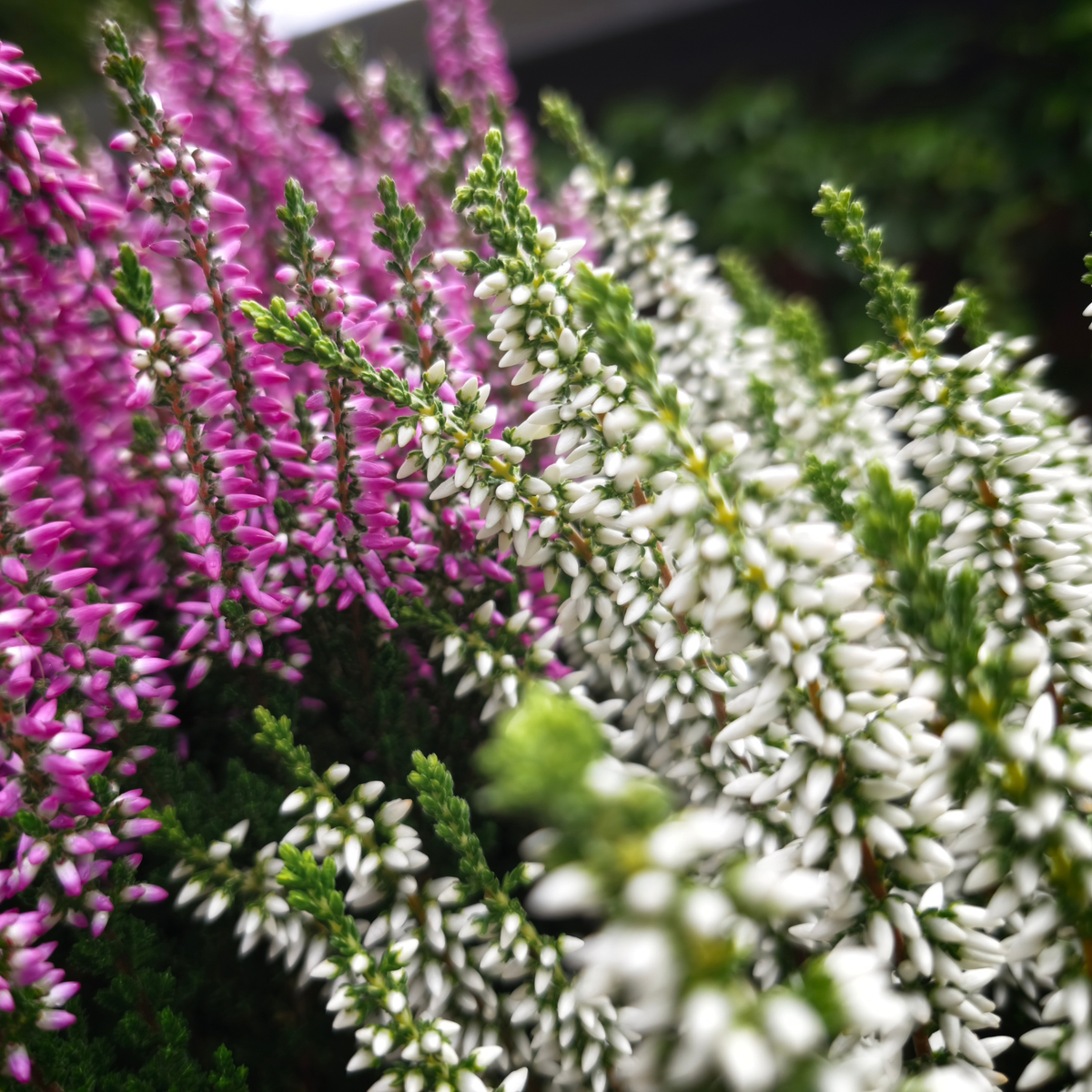 Calluna vulgaris Wrzos pospolity miks kolorów