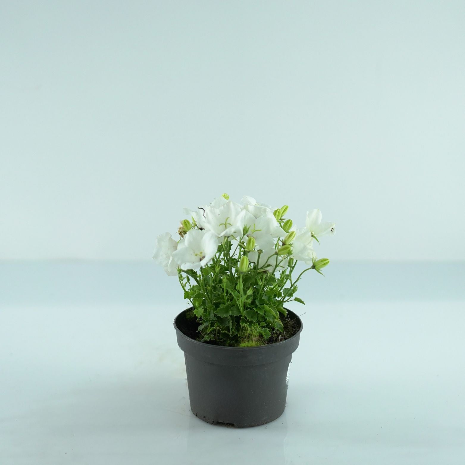 CAMPANULA CARPATICA 'Weisse clips' Dzwonek karpacki