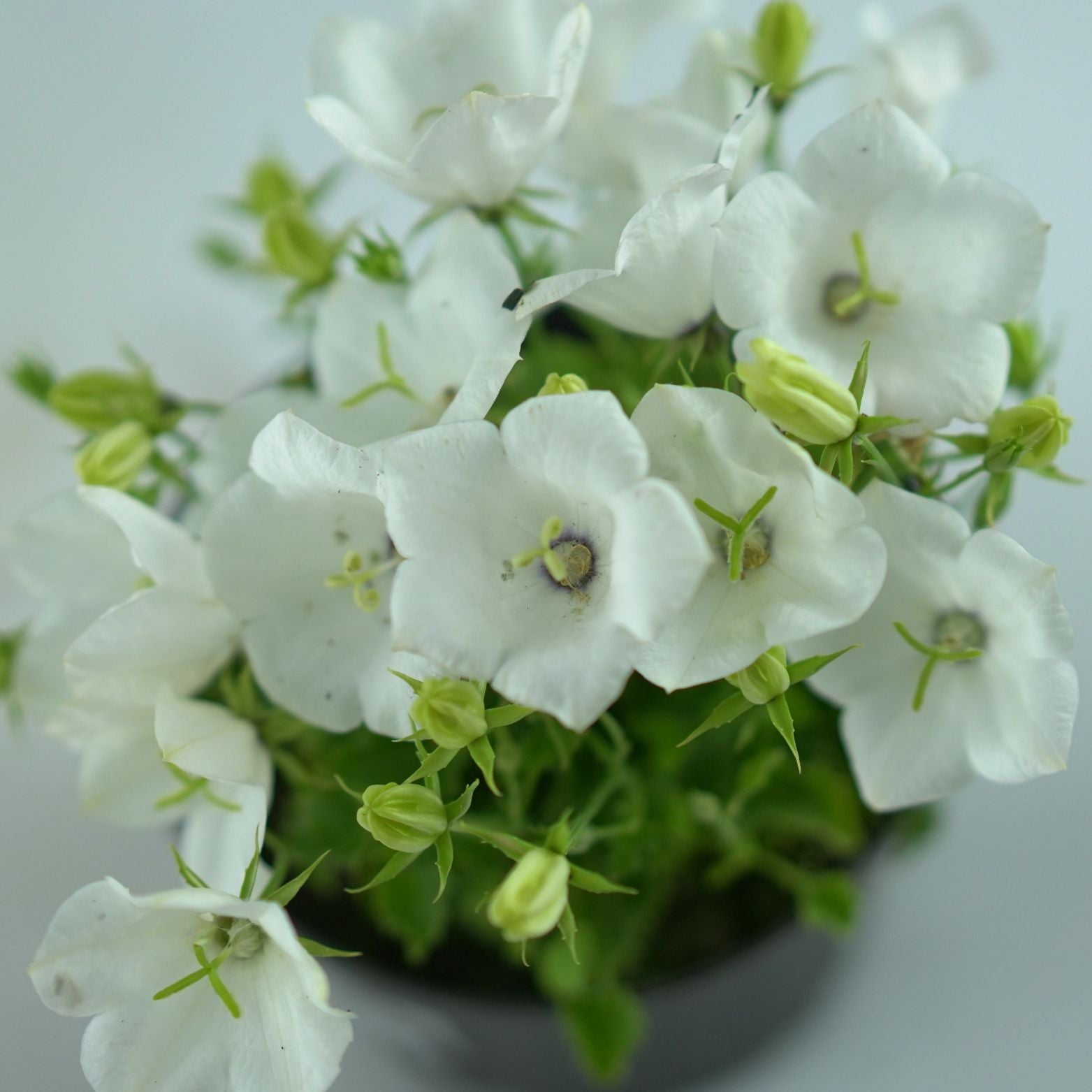 CAMPANULA CARPATICA 'Weisse clips' Dzwonek karpacki