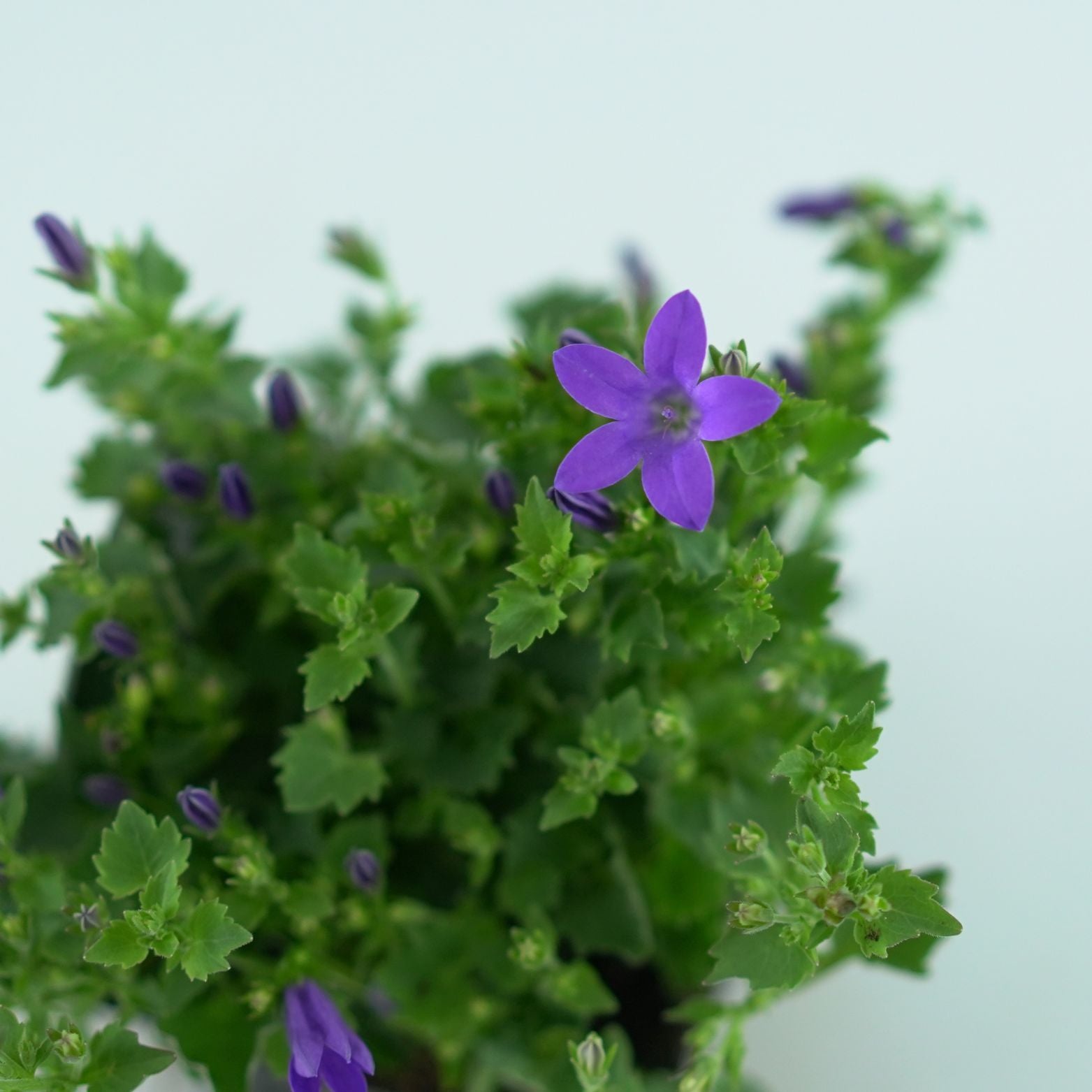 CAMPANULA PORTENSCHLAGIANA 'Clockwise Deep Blue' Dzwonek