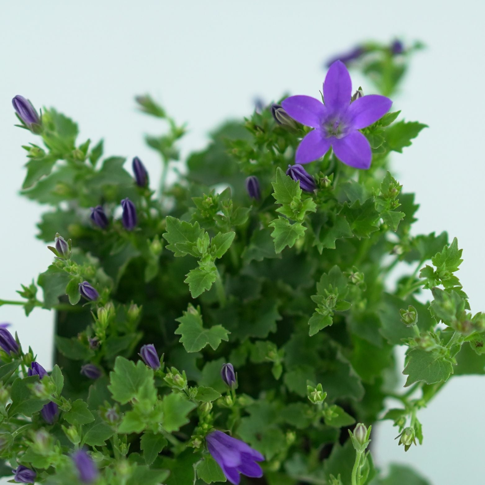 CAMPANULA PORTENSCHLAGIANA 'Clockwise Deep Blue' Dzwonek