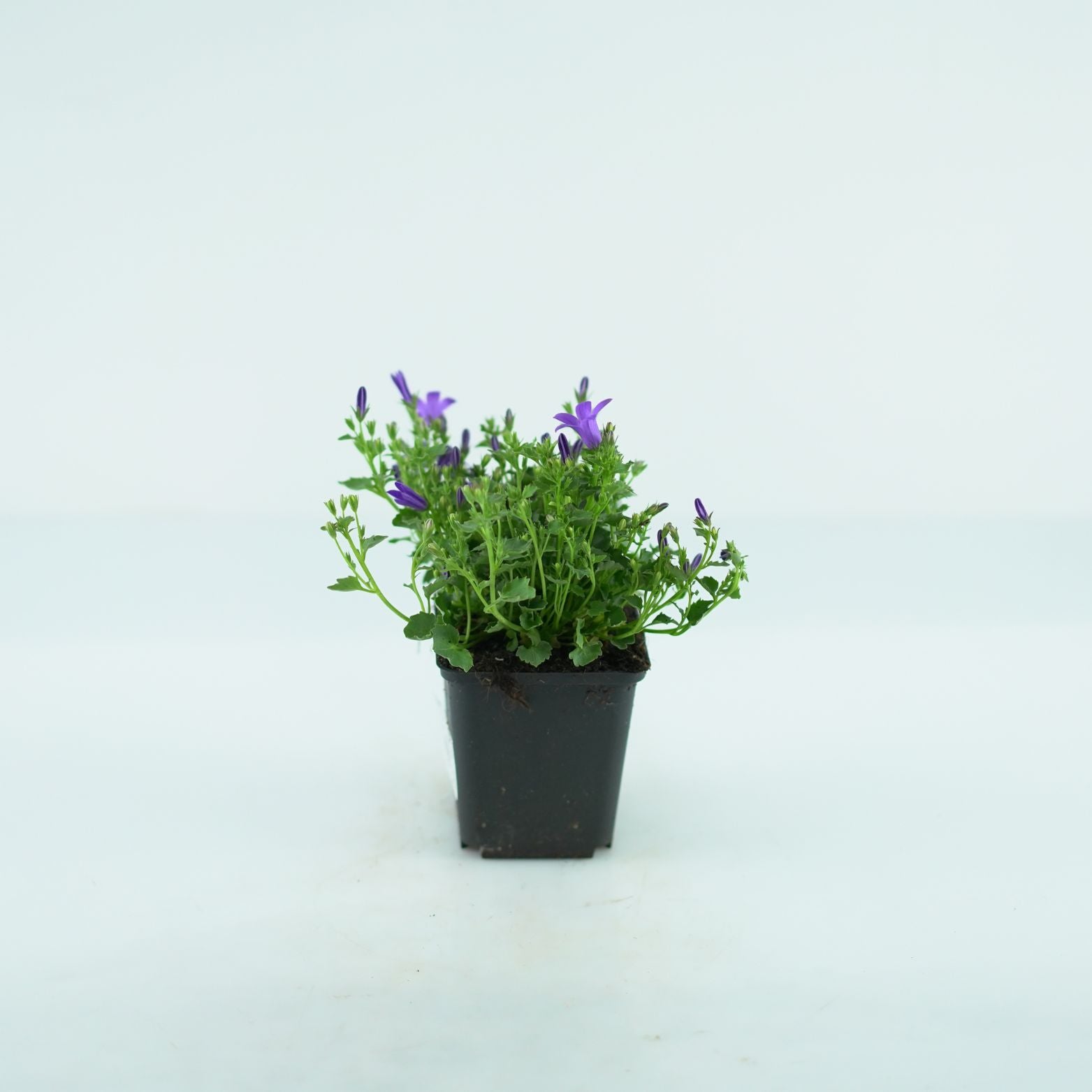CAMPANULA PORTENSCHLAGIANA 'Clockwise Deep Blue' Dzwonek