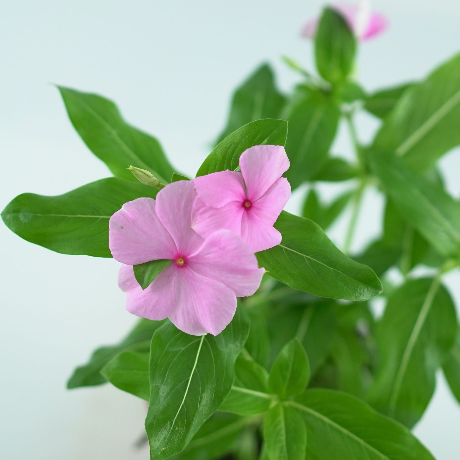 CATHARANTHUS ROSEUS Barwinek