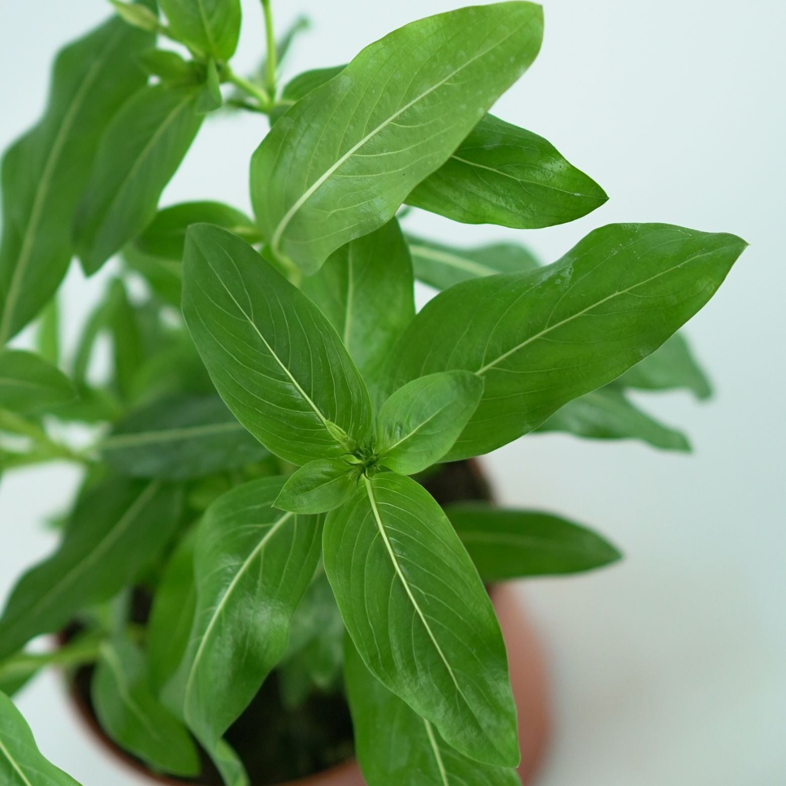 CATHARANTHUS ROSEUS Barwinek