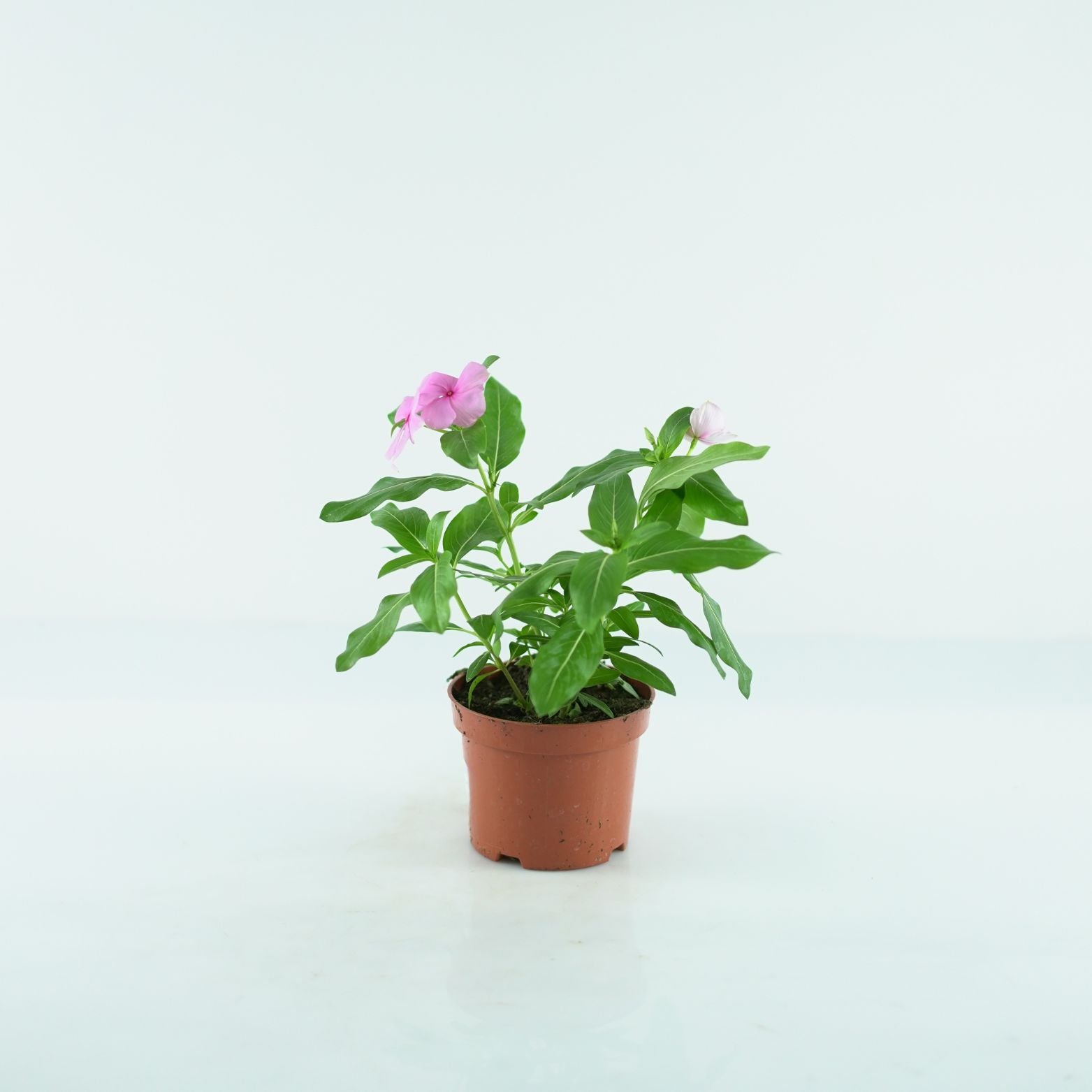 CATHARANTHUS ROSEUS Barwinek