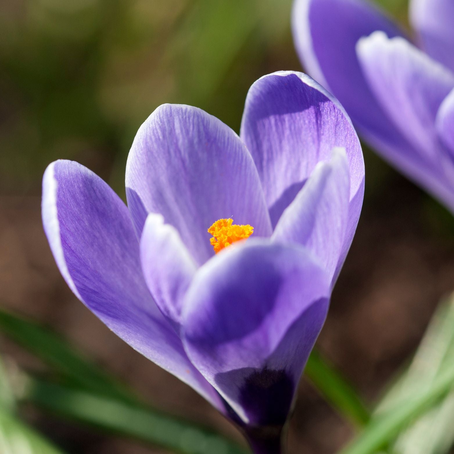 Cebulka kwiatowa Crocus Aqua