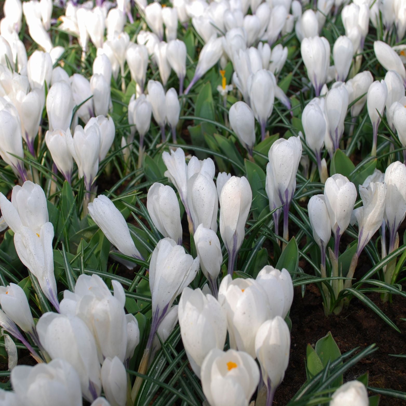 Cebulka kwiatowa Crocus Jeanne dArc