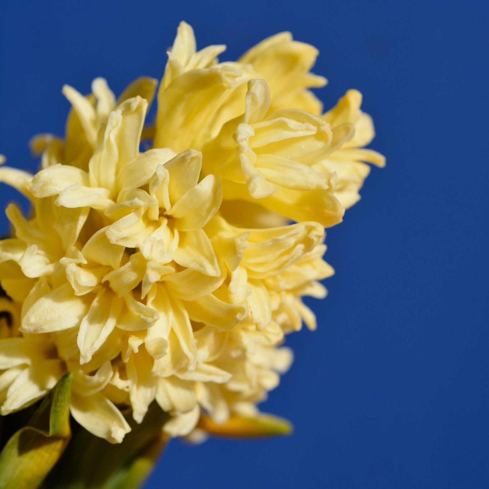 Cebulka kwiatowa Hyacinthus City Of Haarlem