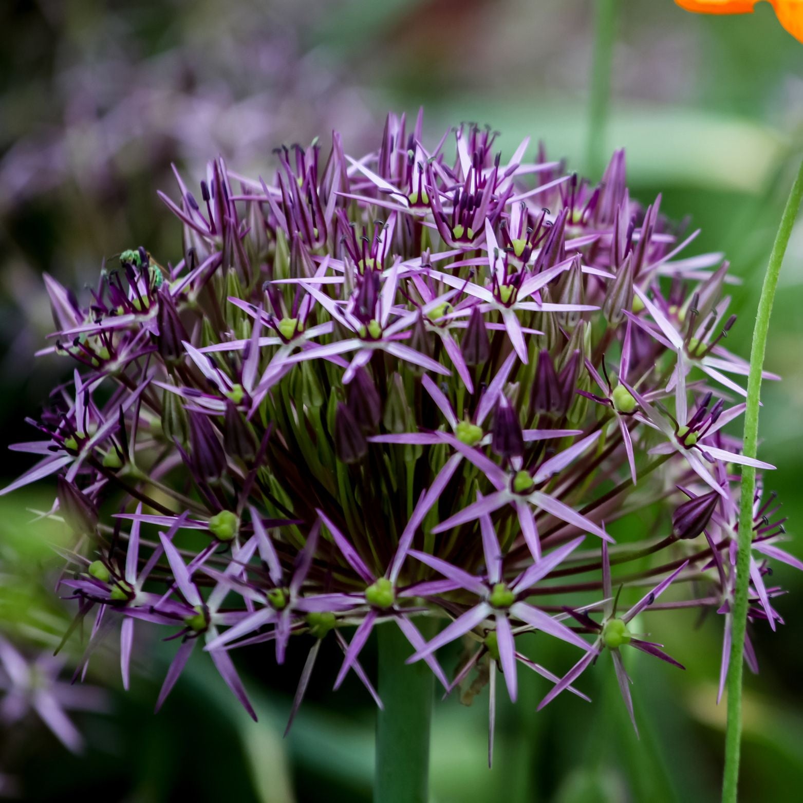 Cebulka kwiatowa ALLIUM CHRISTOPHII Czosnek