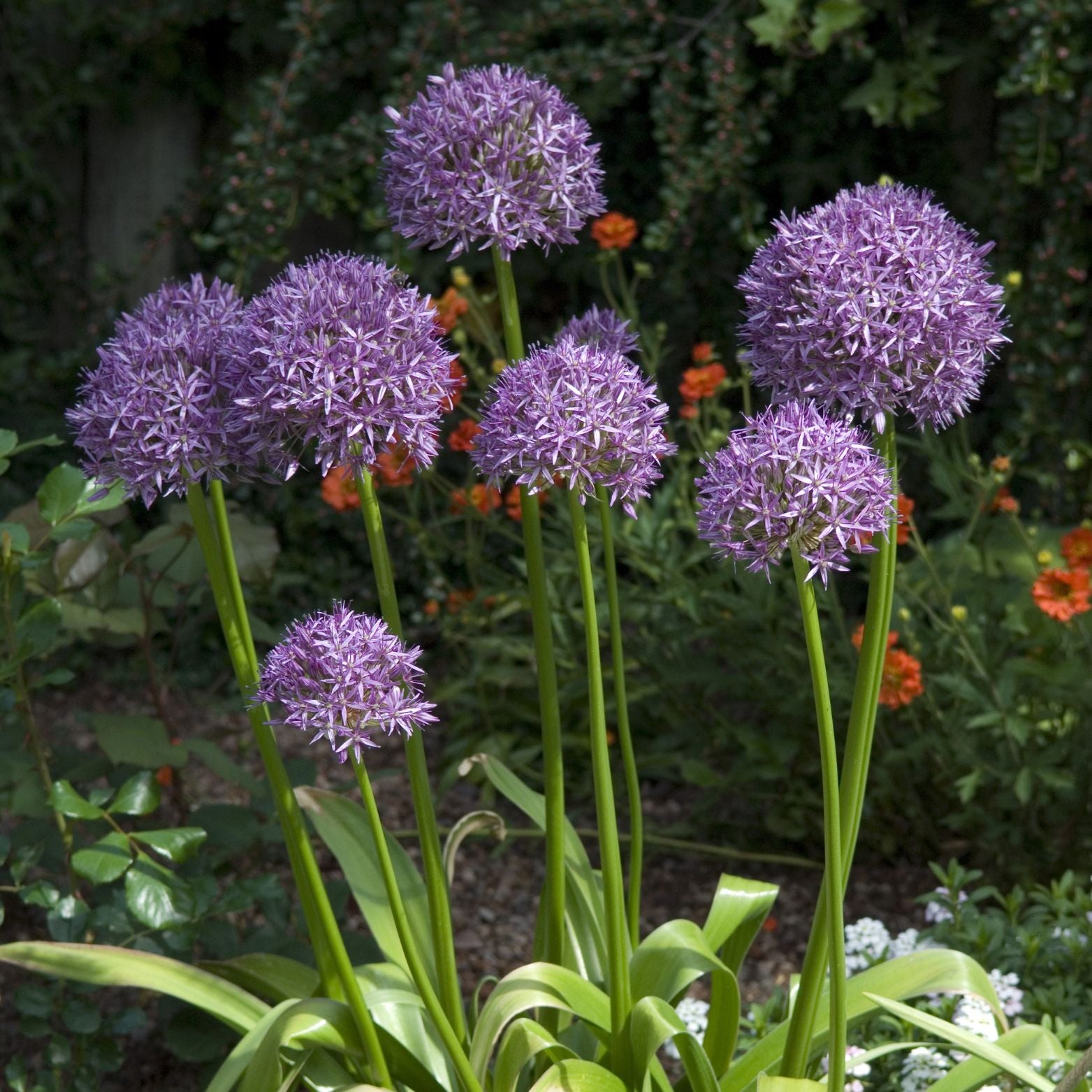Cebulka kwiatowa ALLIUM GIGANTEUM Czosnek