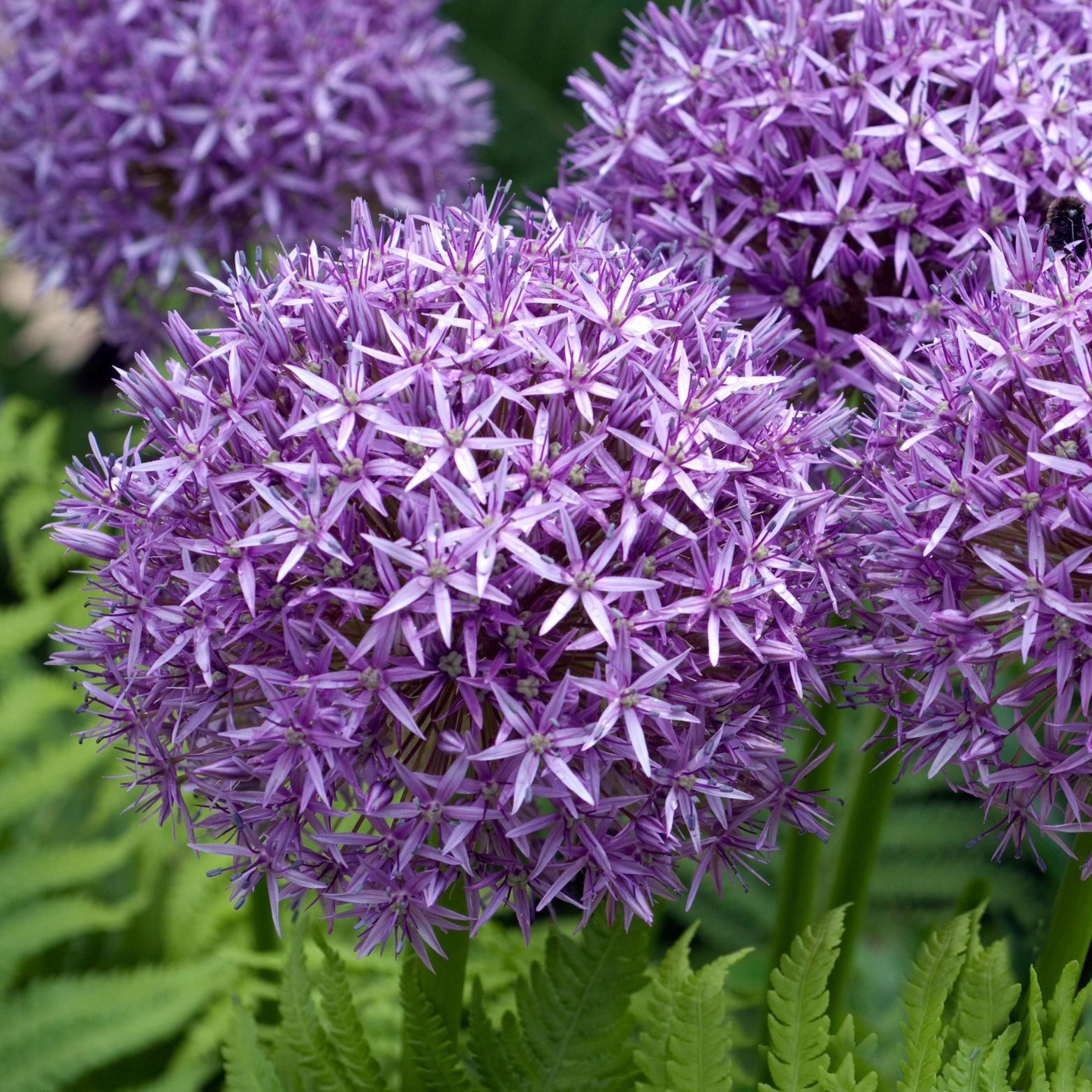 Cebulka kwiatowa ALLIUM GIGANTEUM Czosnek