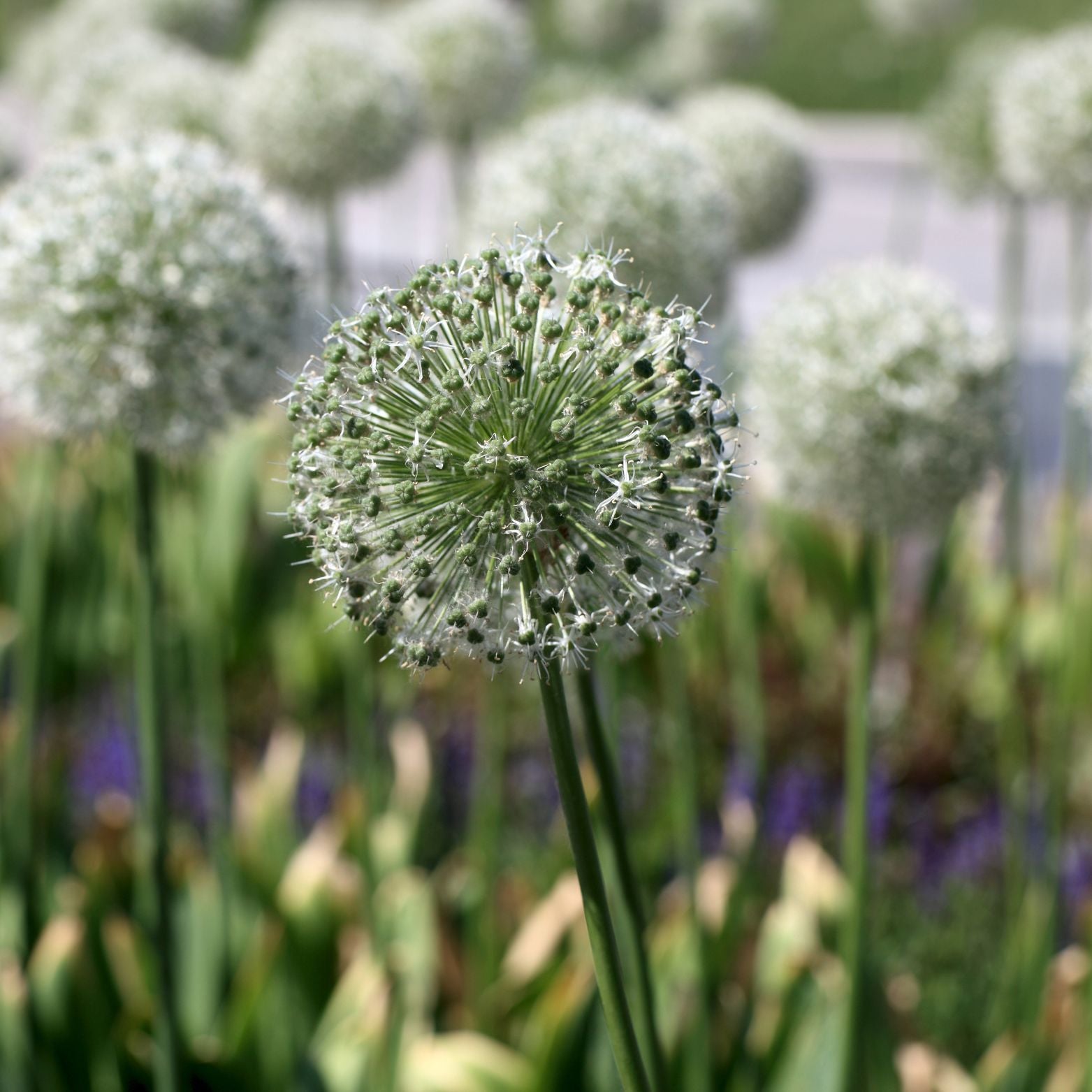 Cebulka kwiatowa ALLIUM MOUNT EVEREST Czosnek