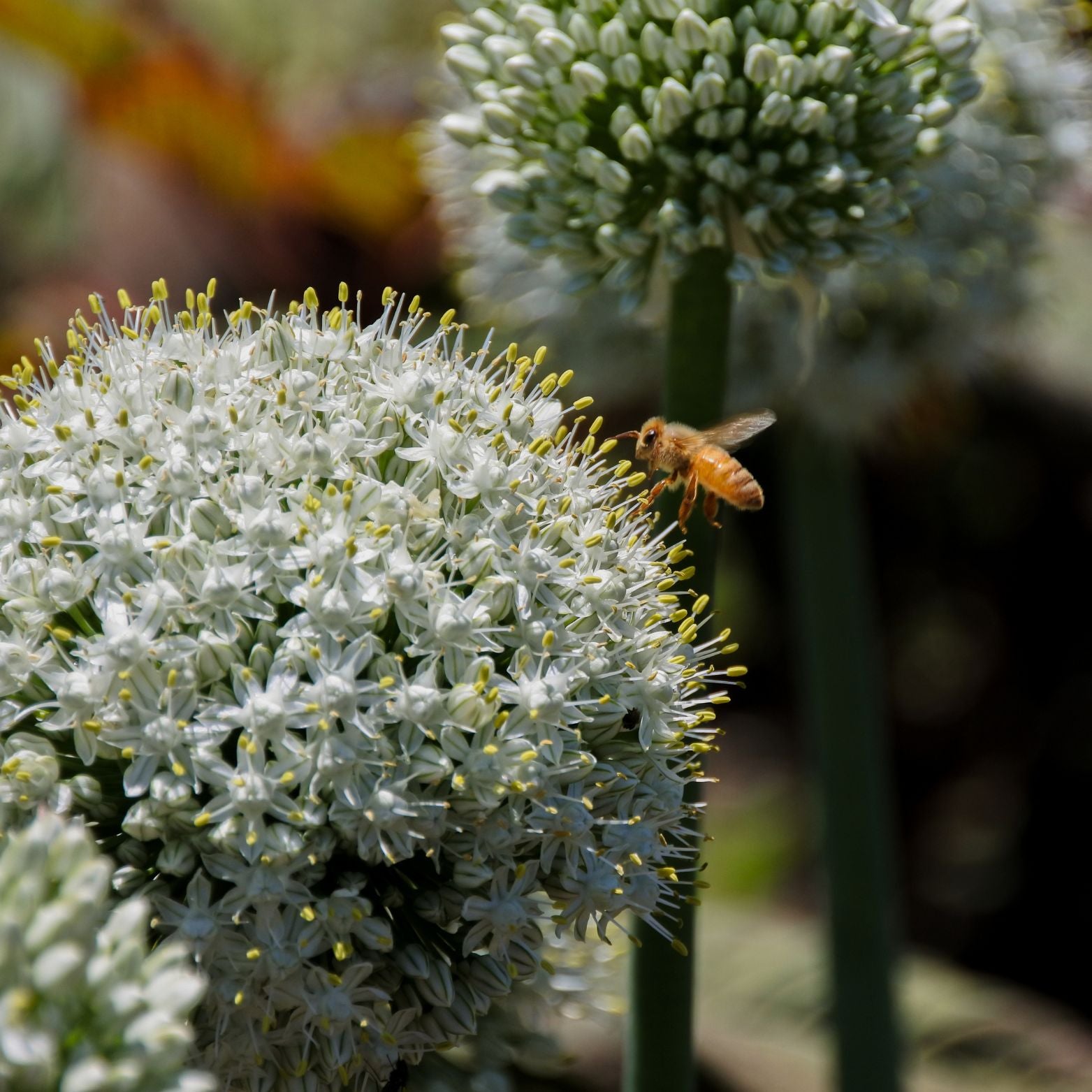 Cebulka kwiatowa ALLIUM MOUNT EVEREST Czosnek