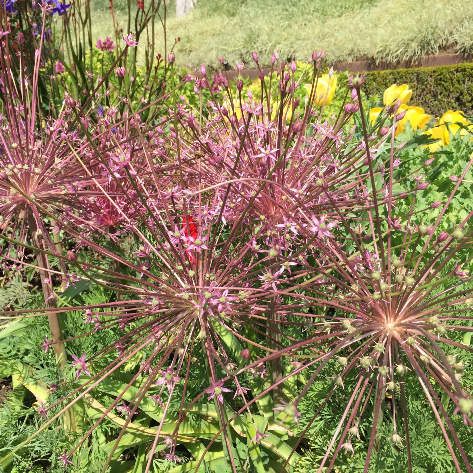 Cebulka kwiatowa ALLIUM SCHUBERTII Czosnek