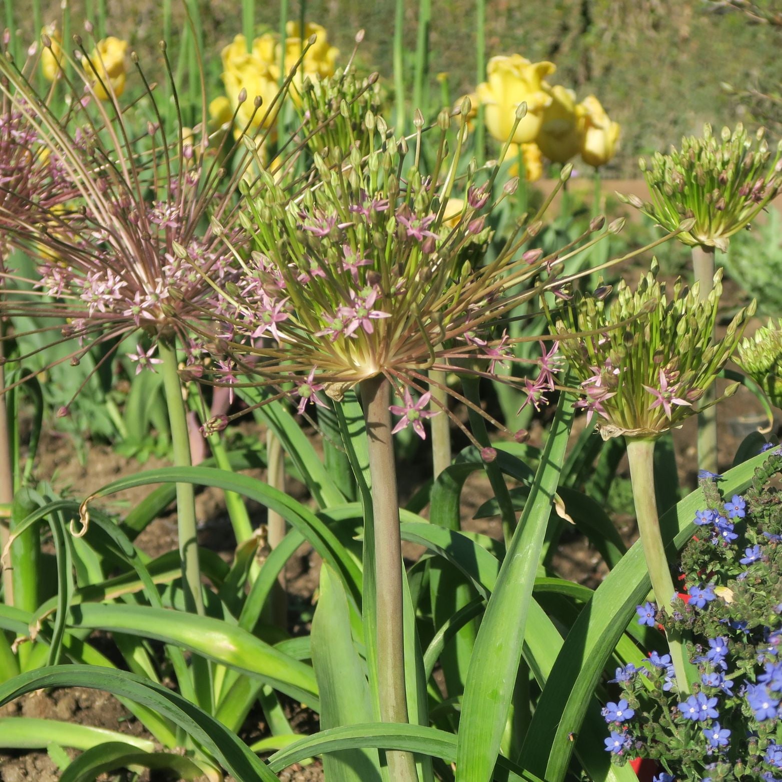 Cebulka kwiatowa ALLIUM SCHUBERTII Czosnek