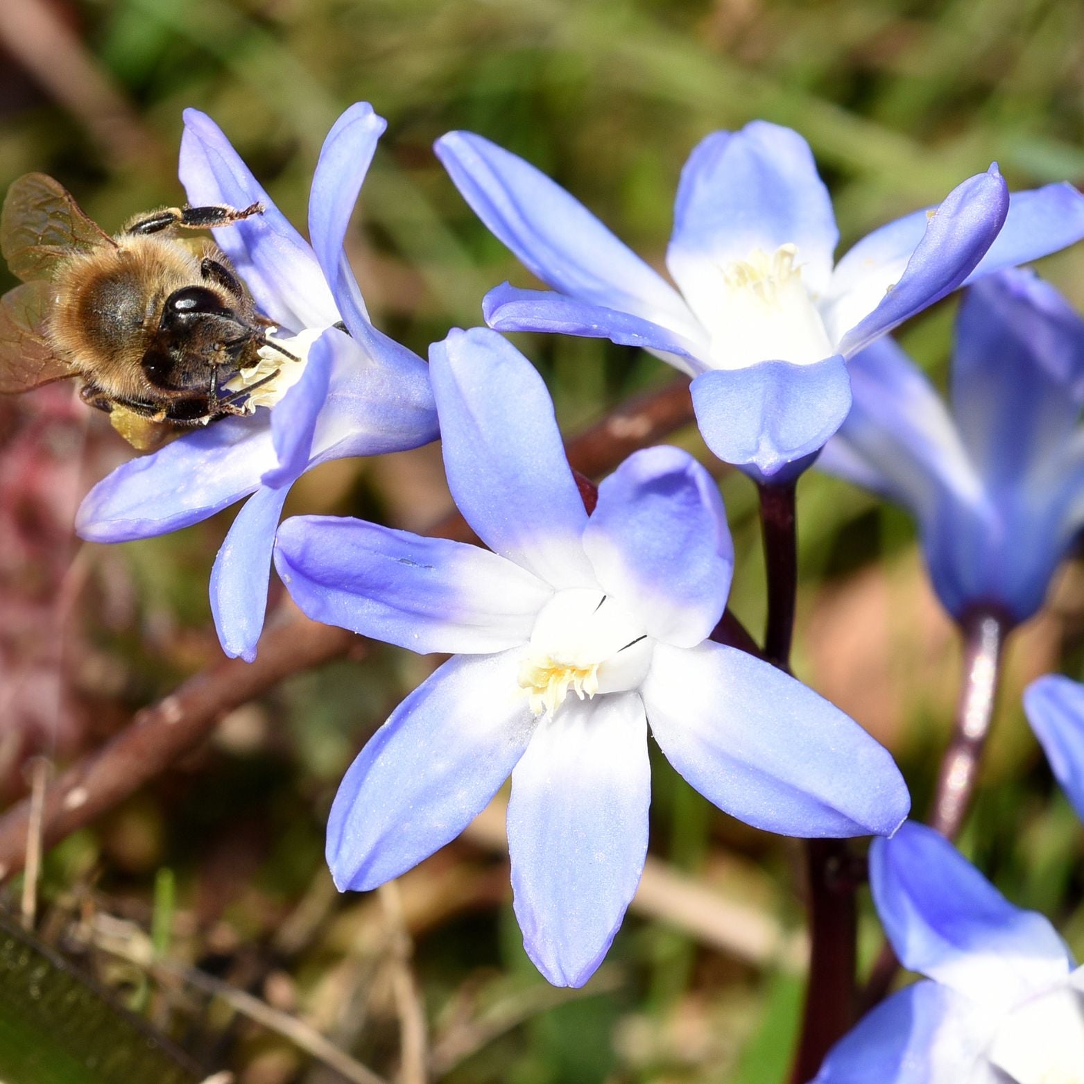 Cebulka kwiatowa CHIONODOXA LUCILIAE Śnieżnik lśniący