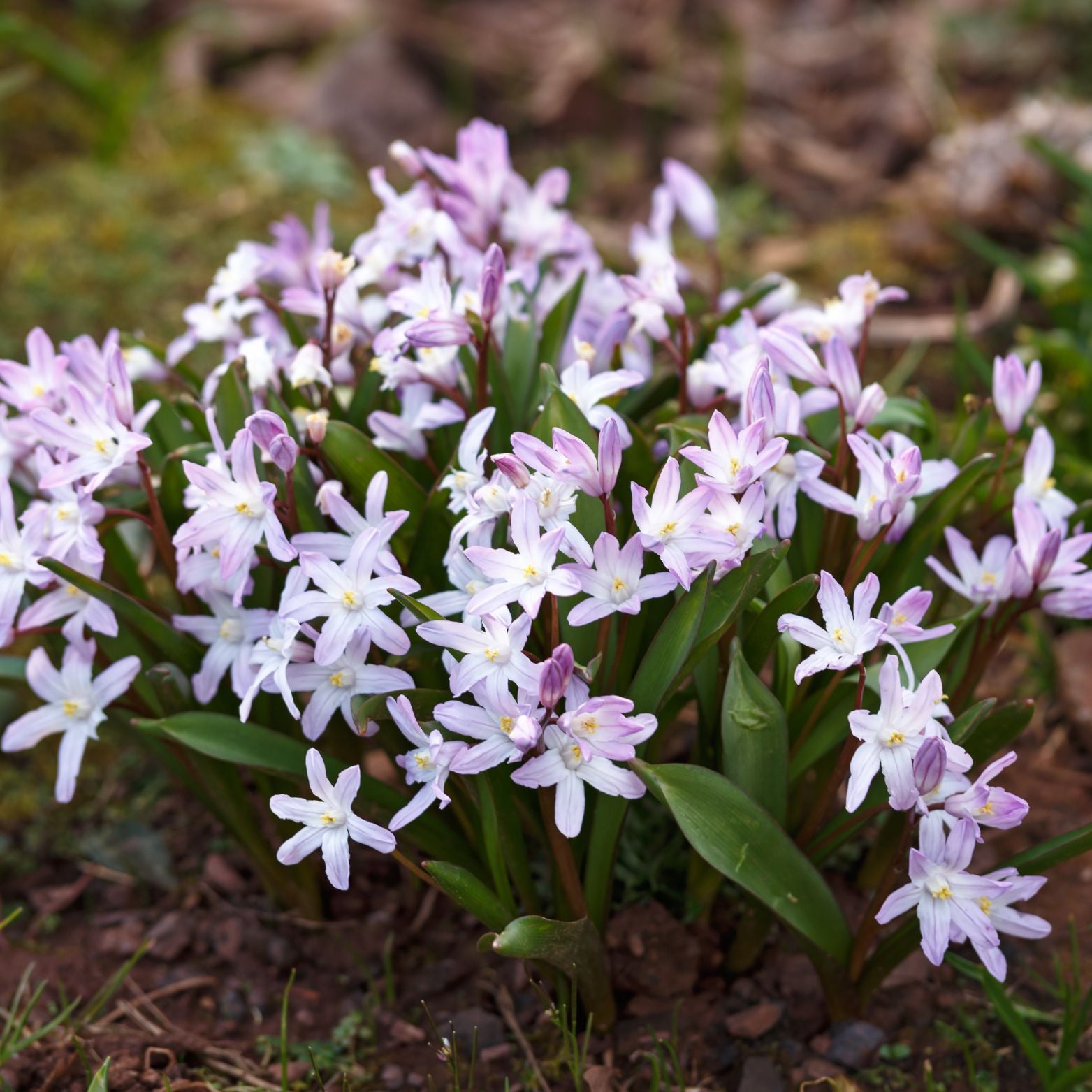 Cebulka kwiatowa CHIONODOXA PINK GIANT Śnieżnik lśniący