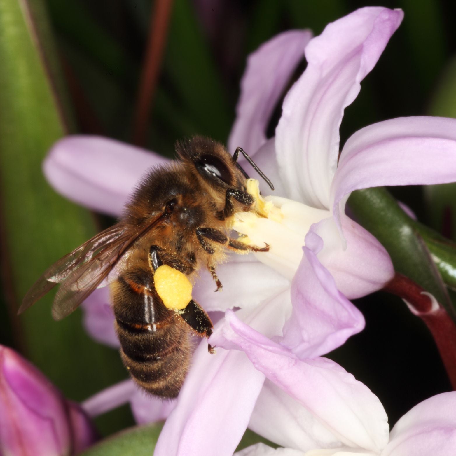 Cebulka kwiatowa CHIONODOXA PINK GIANT Śnieżnik lśniący