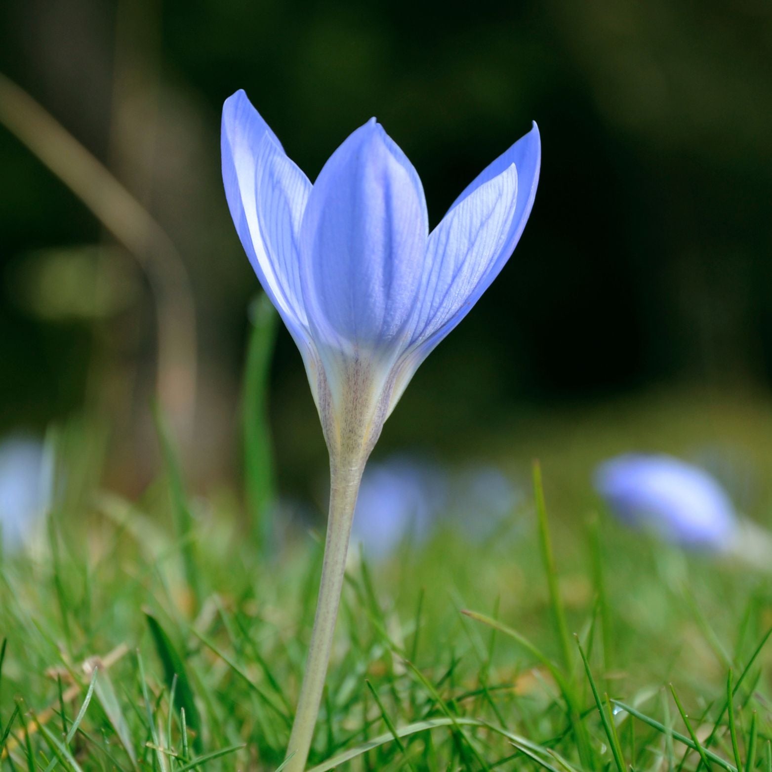 Cebulka kwiatowa Crocus Aqua