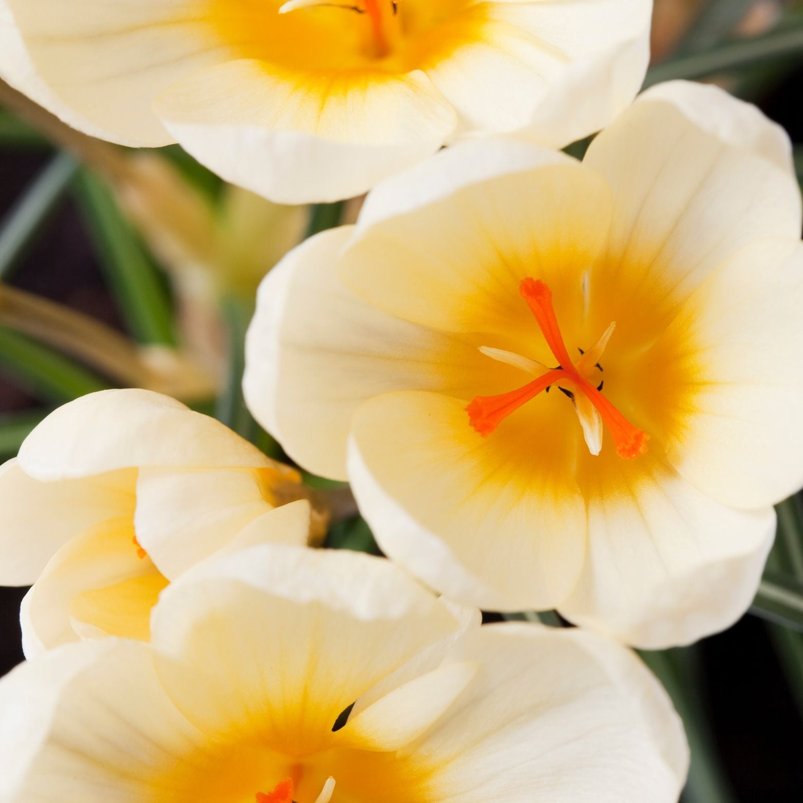 Cebulka kwiatowa CROCUS CREAM BEAUTY Krokus