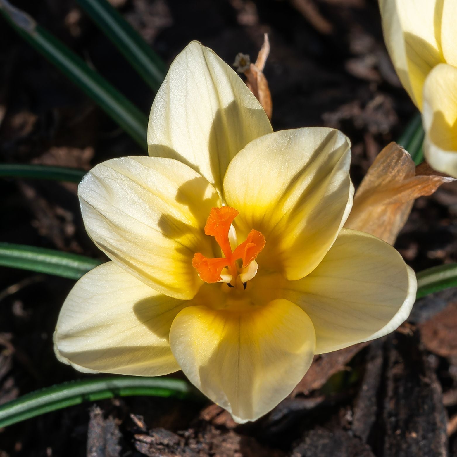 Cebulka kwiatowa CROCUS CREAM BEAUTY Krokus