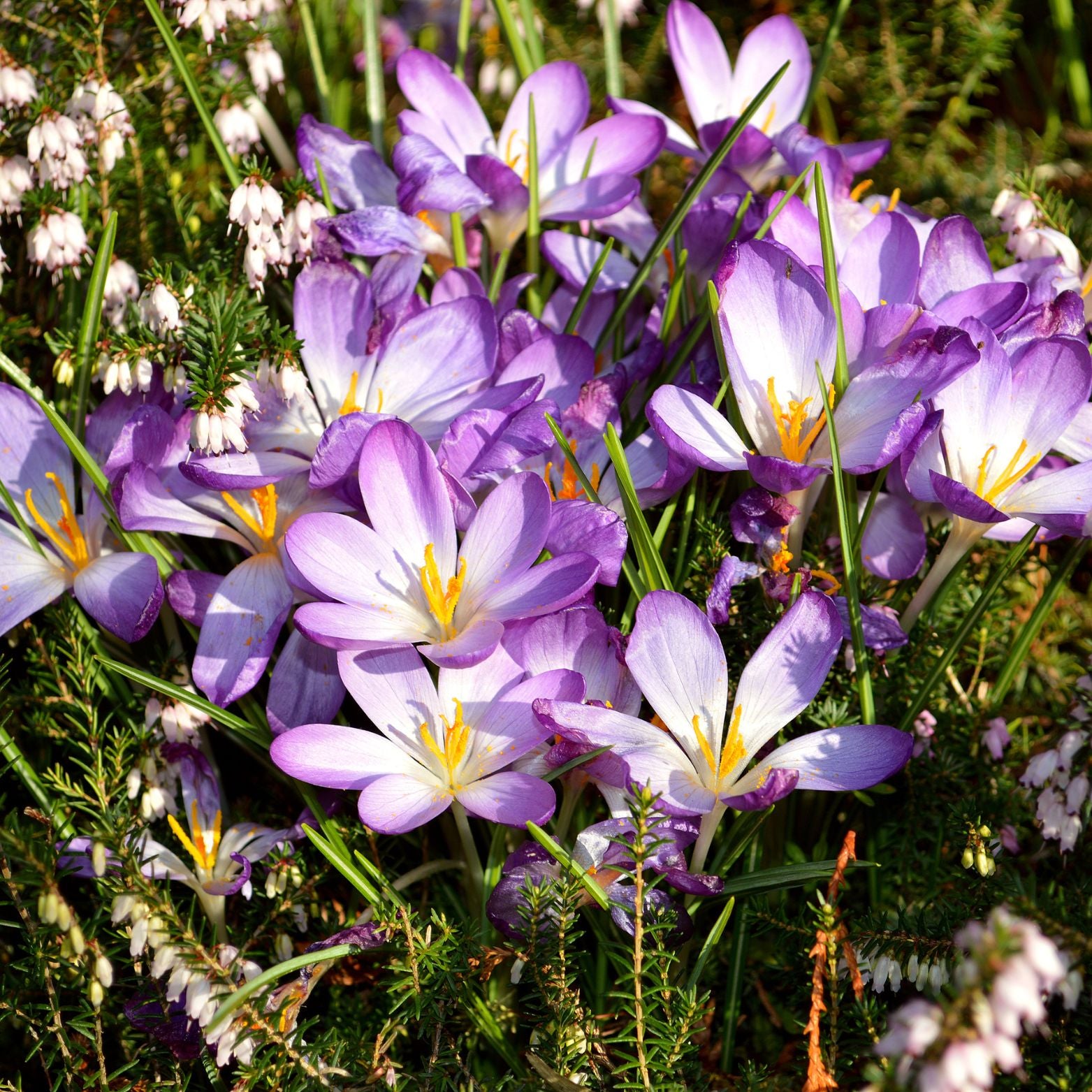 Cebulka kwiatowa CROCUS GRAND MAITRE Krokus