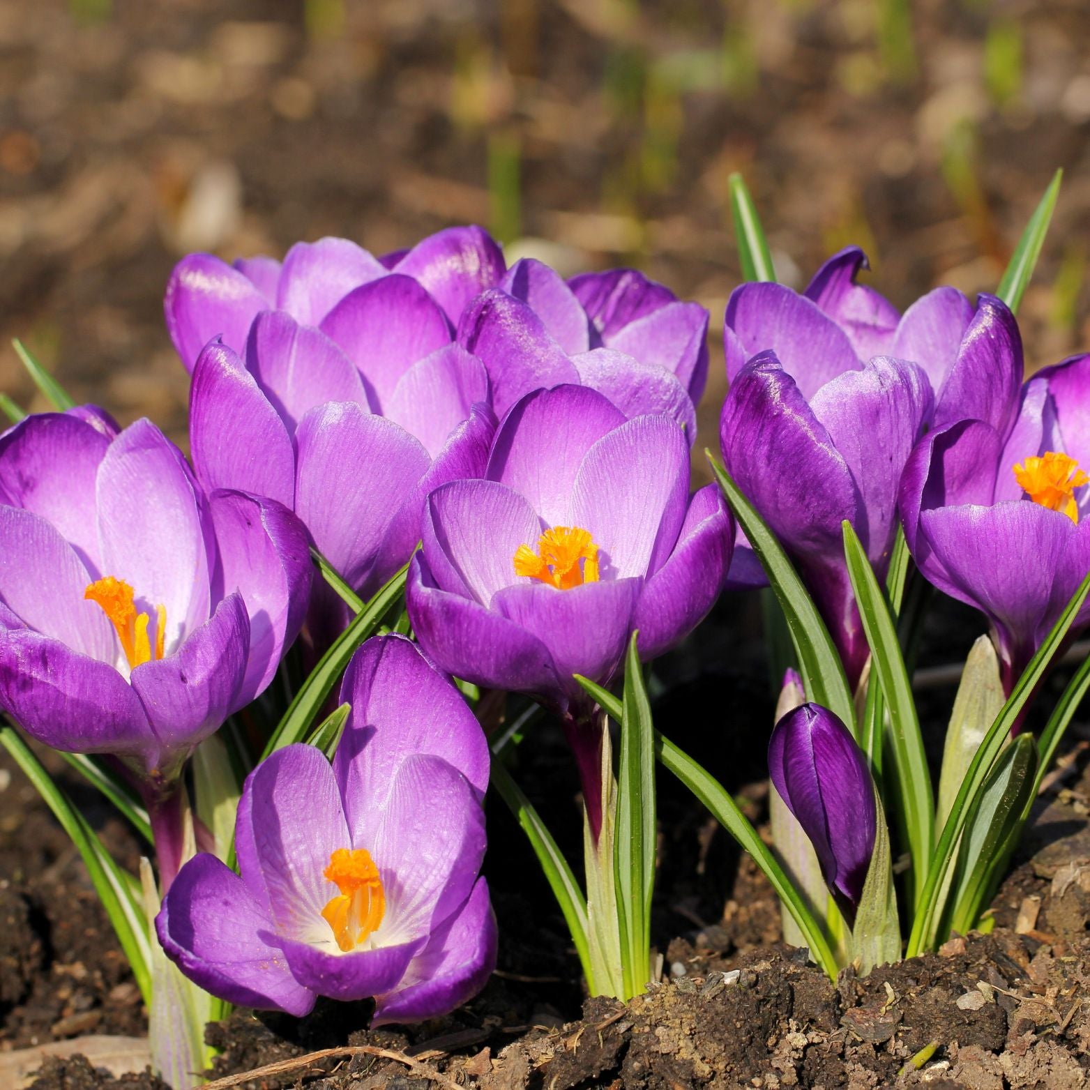 Cebulka kwiatowa CROCUS GRAND MAITRE Krokus