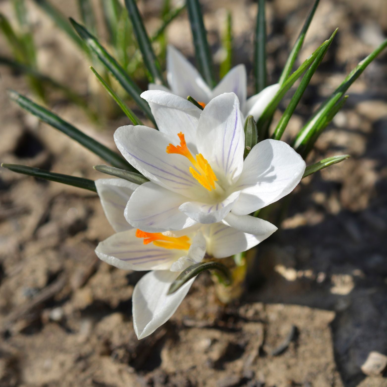 Cebulka kwiatowa Crocus Jeanne d'arc
