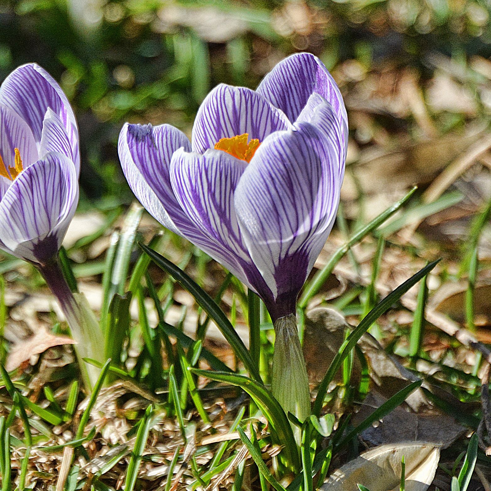Cebulka kwiatowa CROCUS PICKWICK Krokus