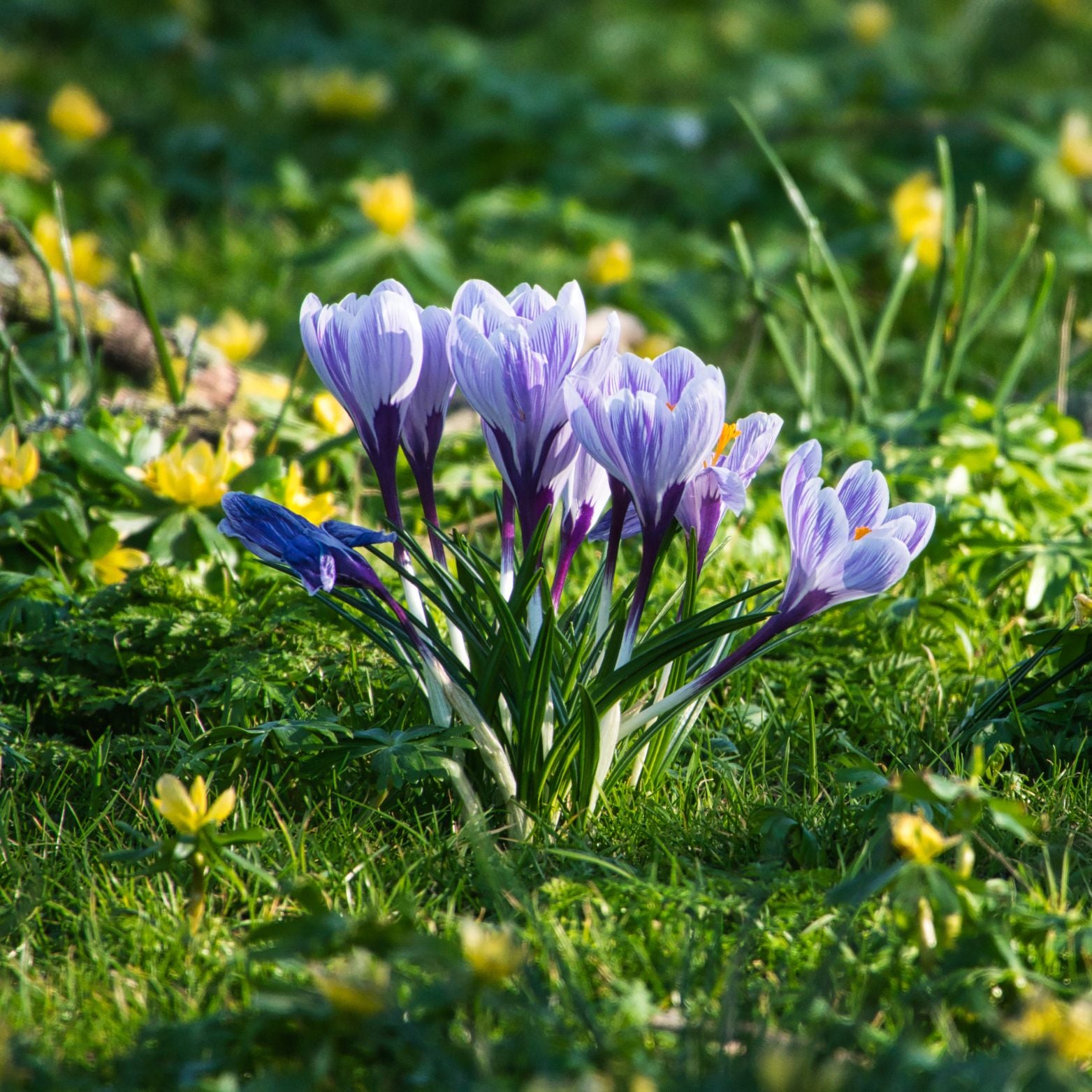 Cebulka kwiatowa CROCUS PICKWICK Krokus