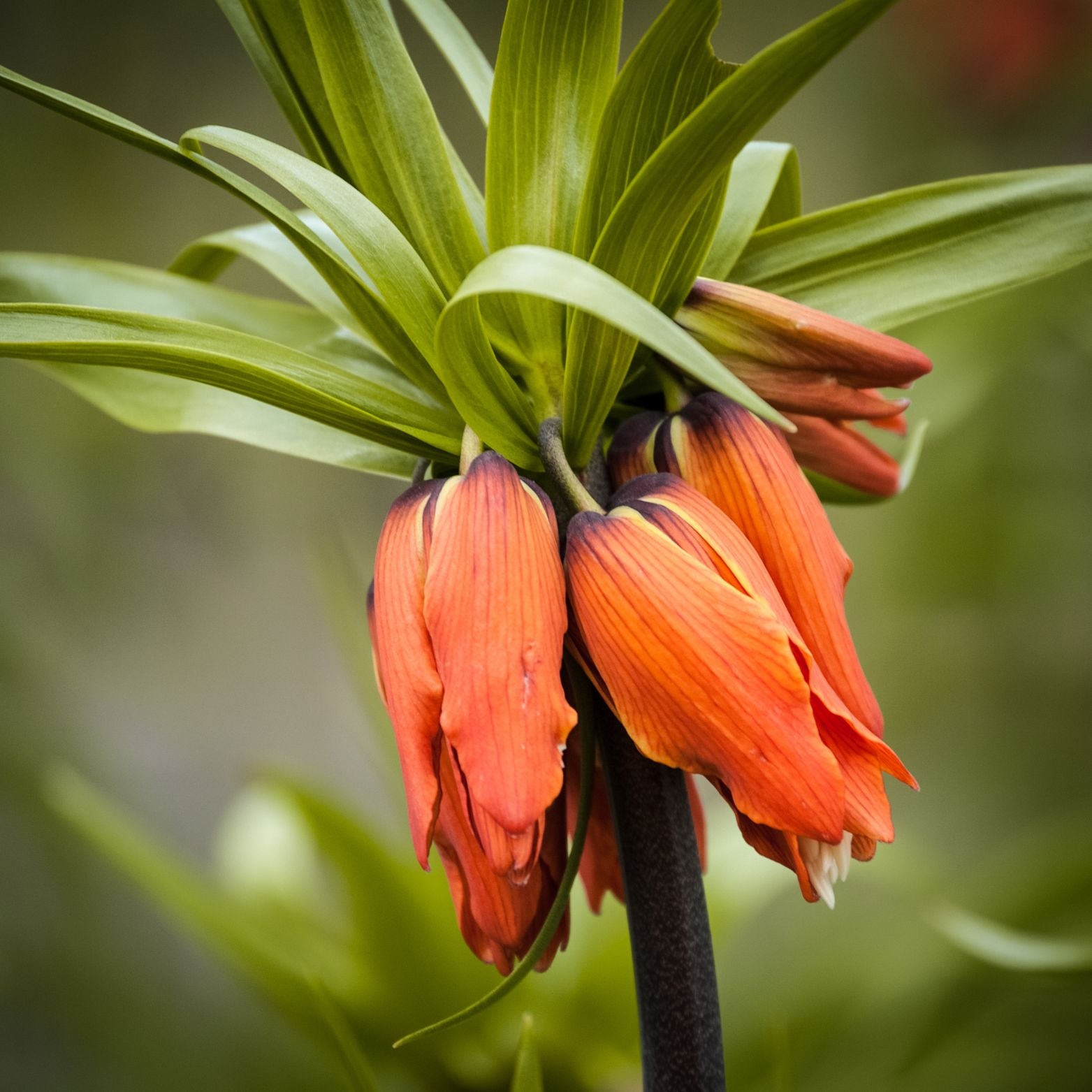 Cebulka kwiatowa FRITILLARIA AURORA Szachownica