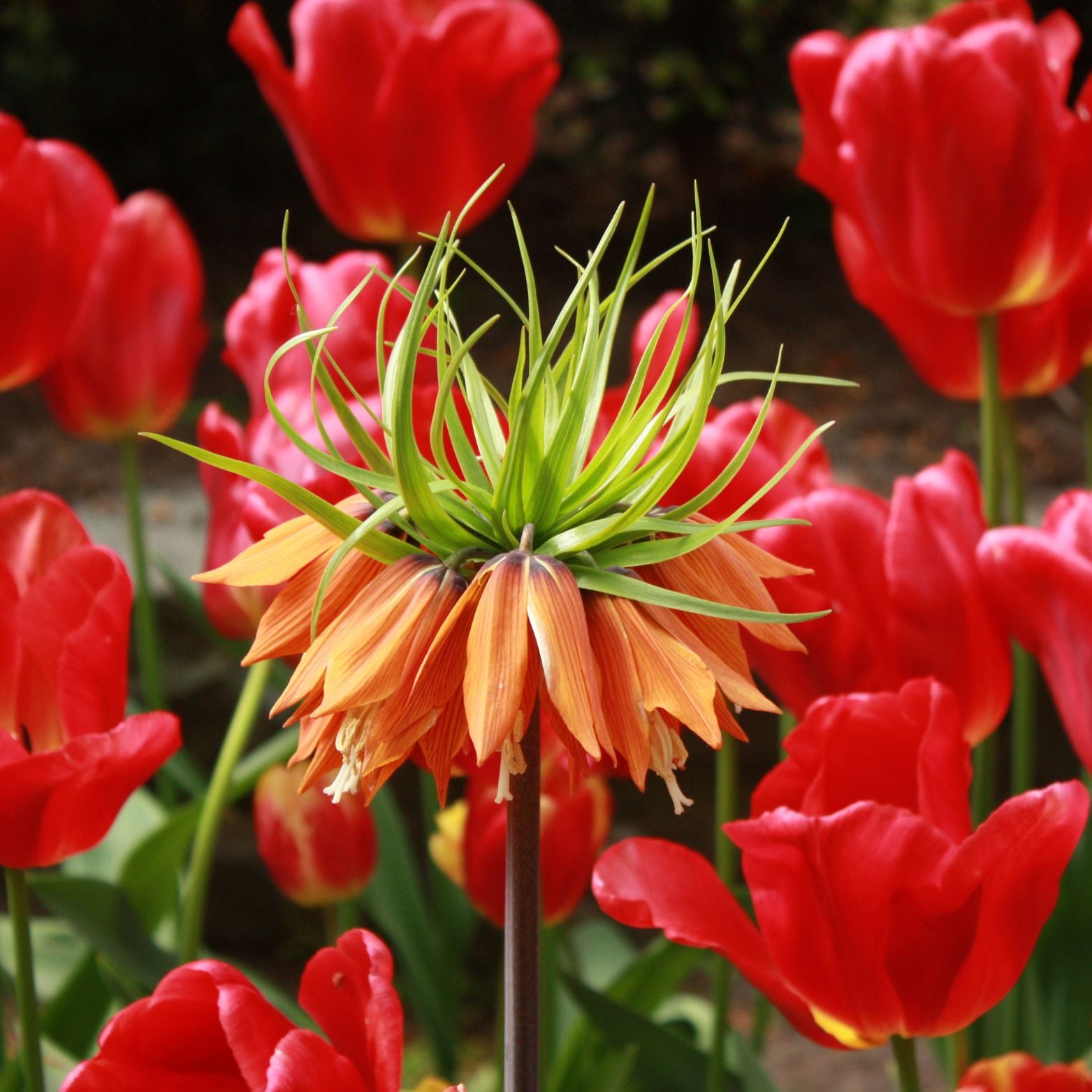Cebulka kwiatowa FRITILLARIA AURORA Szachownica