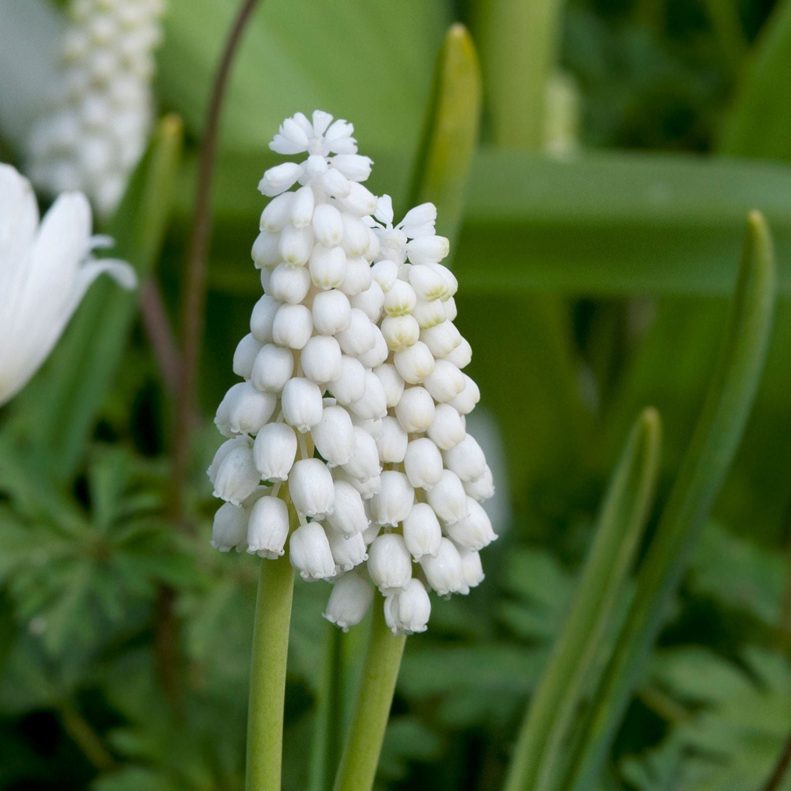 Cebulka kwiatowa MUSCARI LADY MADONNA Szafirek