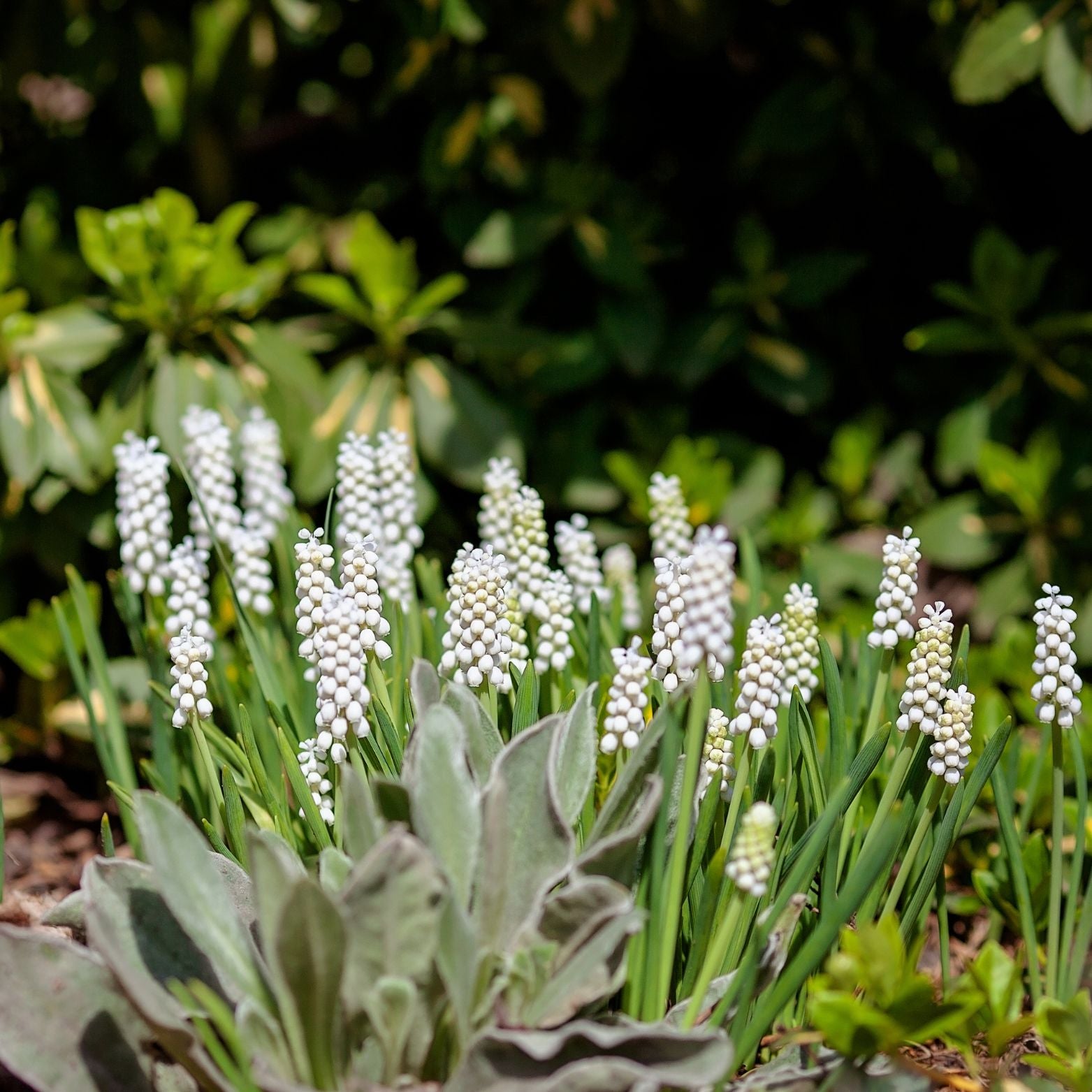Cebulka kwiatowa Muscari Lady Madonna
