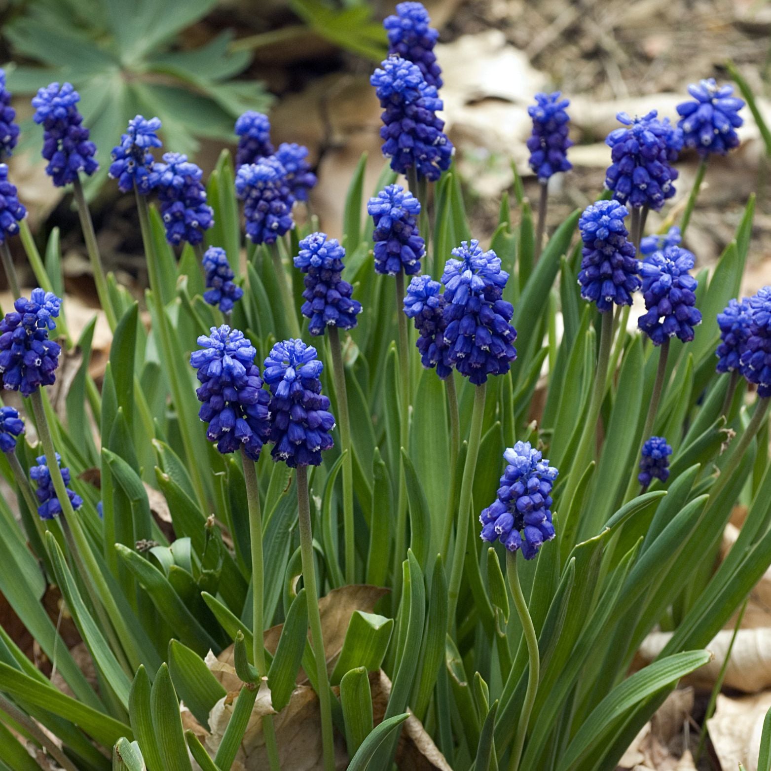Cebulka kwiatowa MUSCARI LATIFOLIUM Szafirek