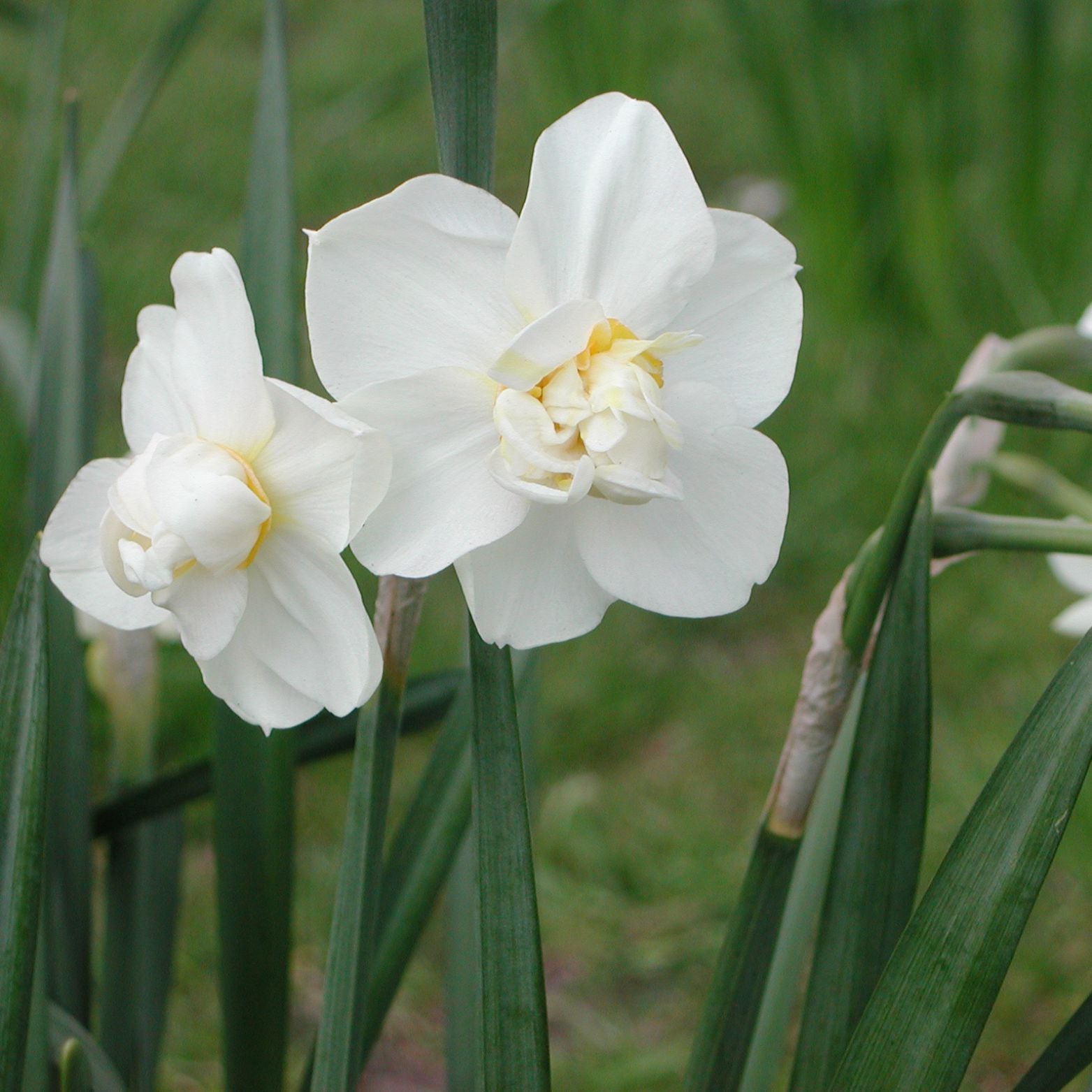 Cebulka kwiatowa NARCISSUS OBDAM Narcyz