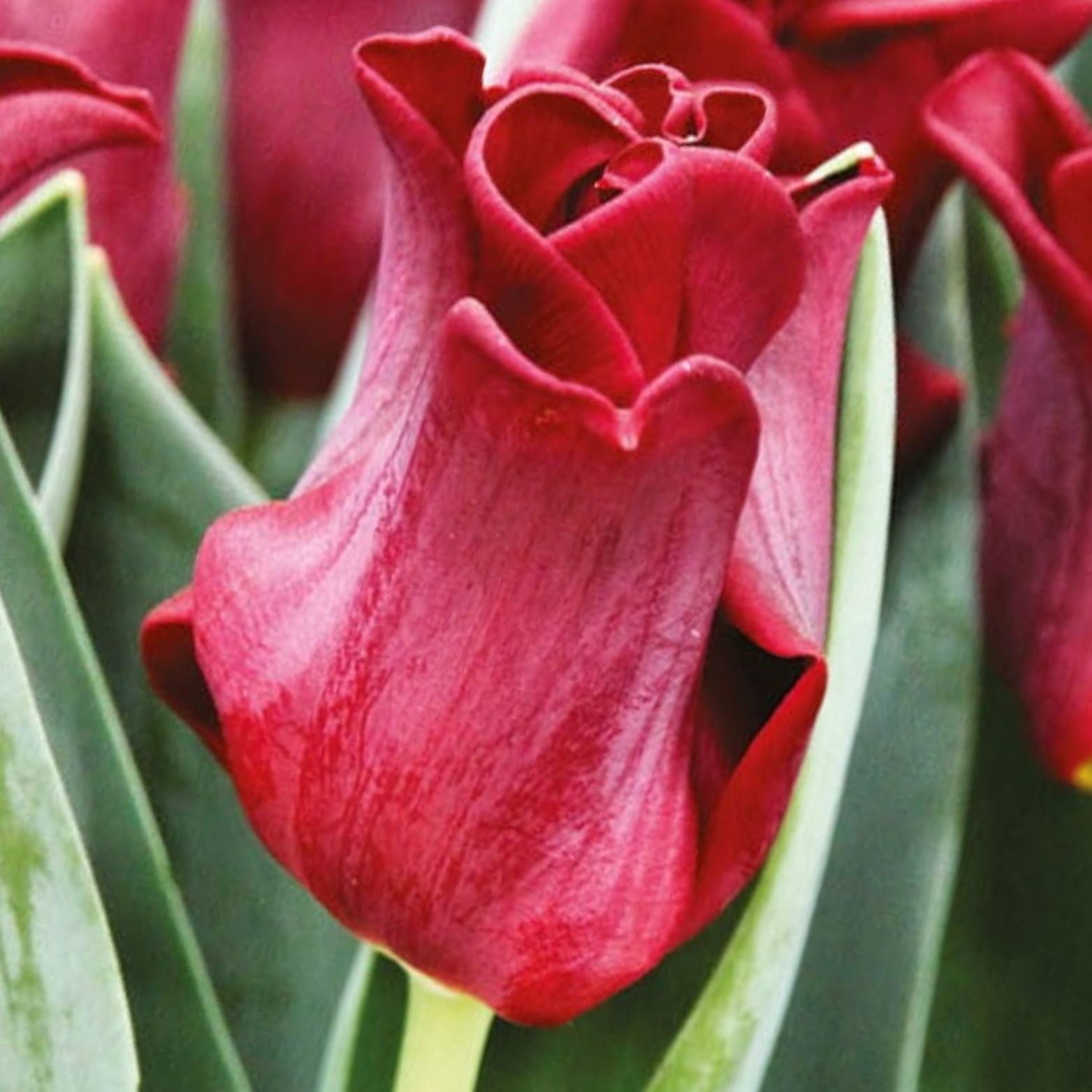 Cebulka kwiatowa TULIPA RED DRESS Tulipan