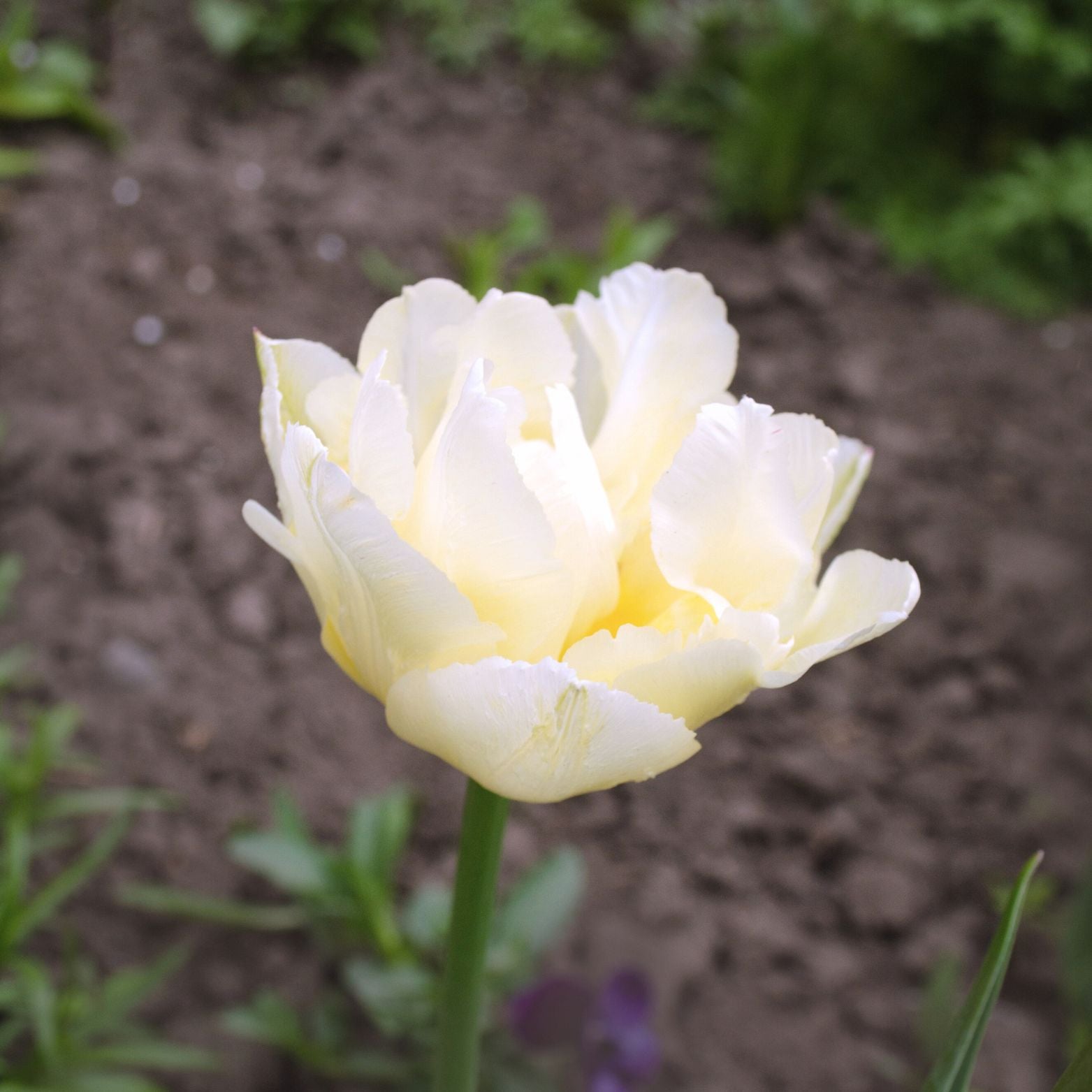 Cebulka kwiatowa TULIPA MOUNT TACOMA Tulipan