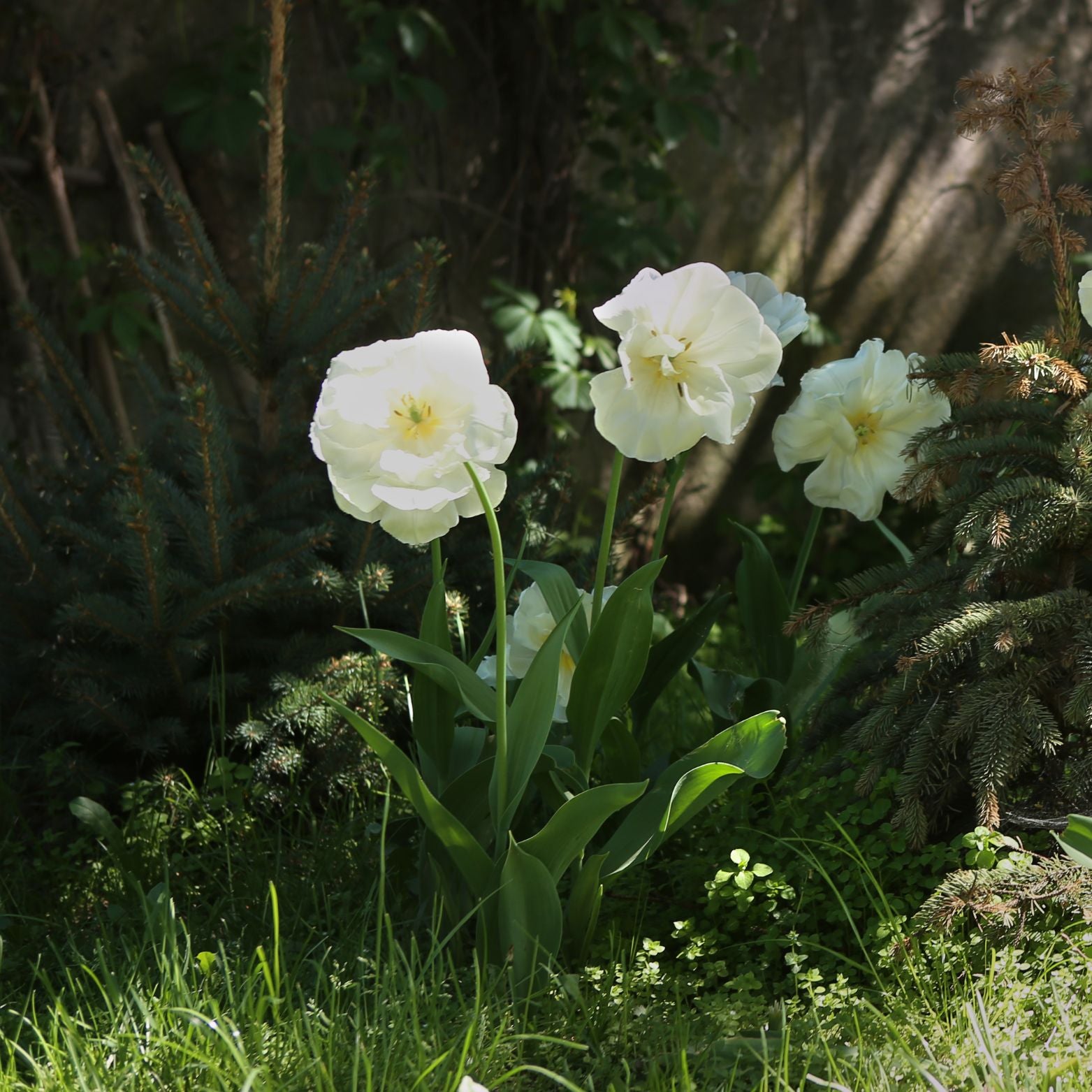 Cebulka kwiatowa TULIPA MOUNT TACOMA Tulipan