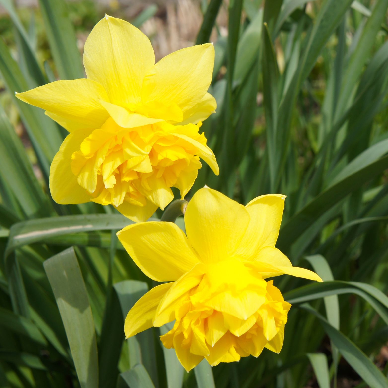 Cebulka kwiatowa NARCISSUS DICK WILDEN Narcyz