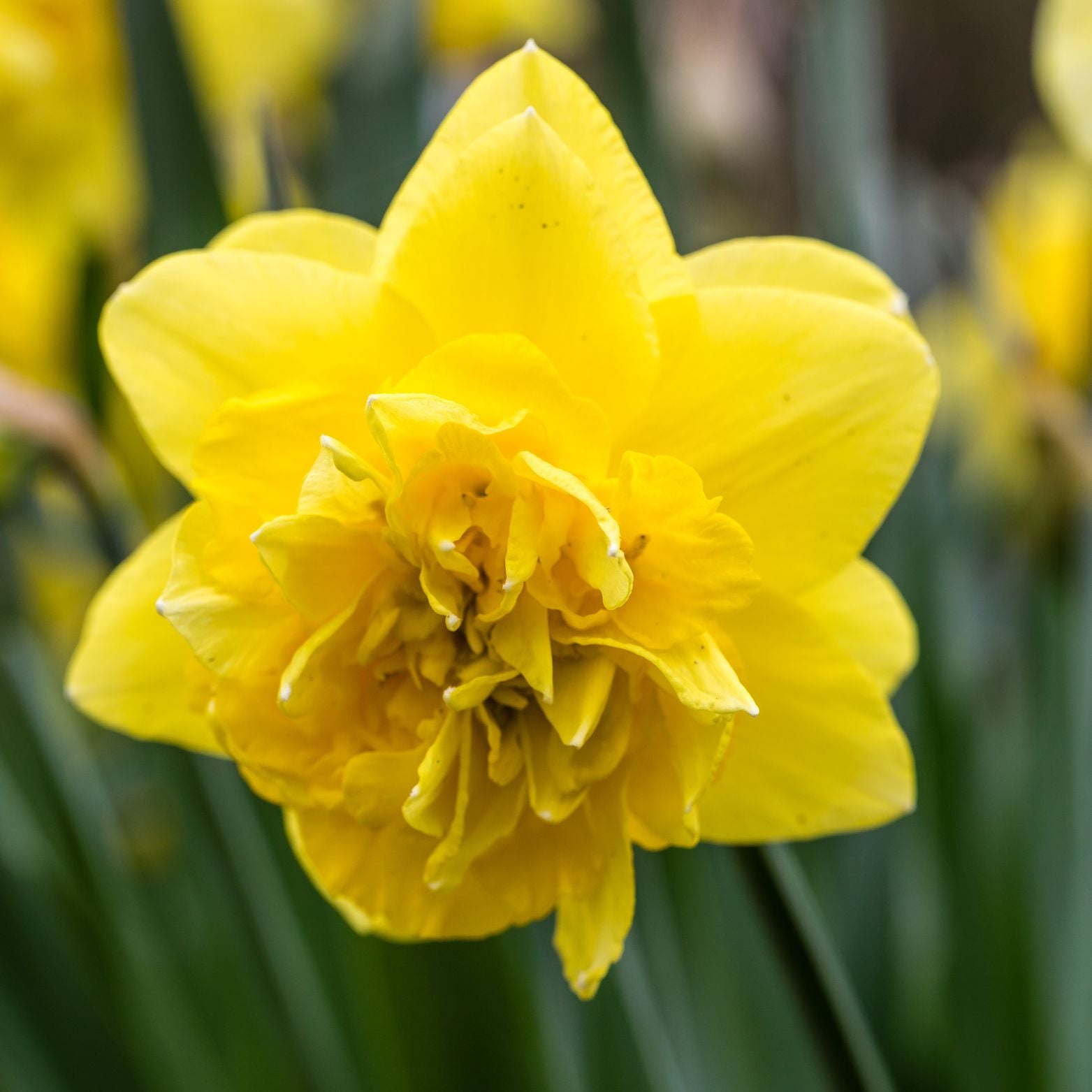 Cebulka kwiatowa NARCISSUS DICK WILDEN Narcyz